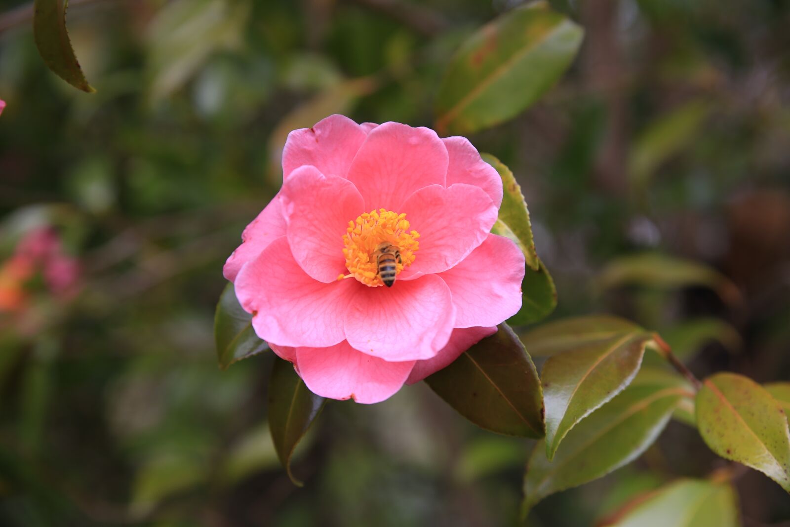 Canon EOS 6D sample photo. Camellia, red, flowers photography