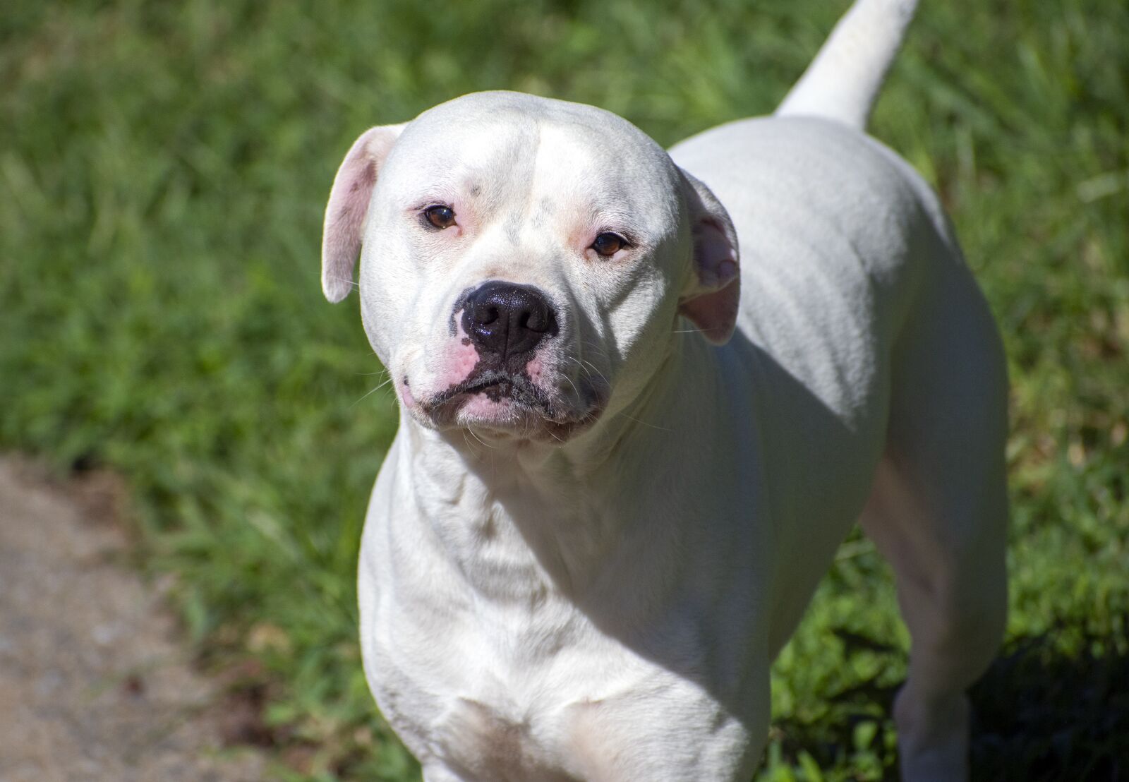 Nikon D500 sample photo. Dog, animal, pet photography