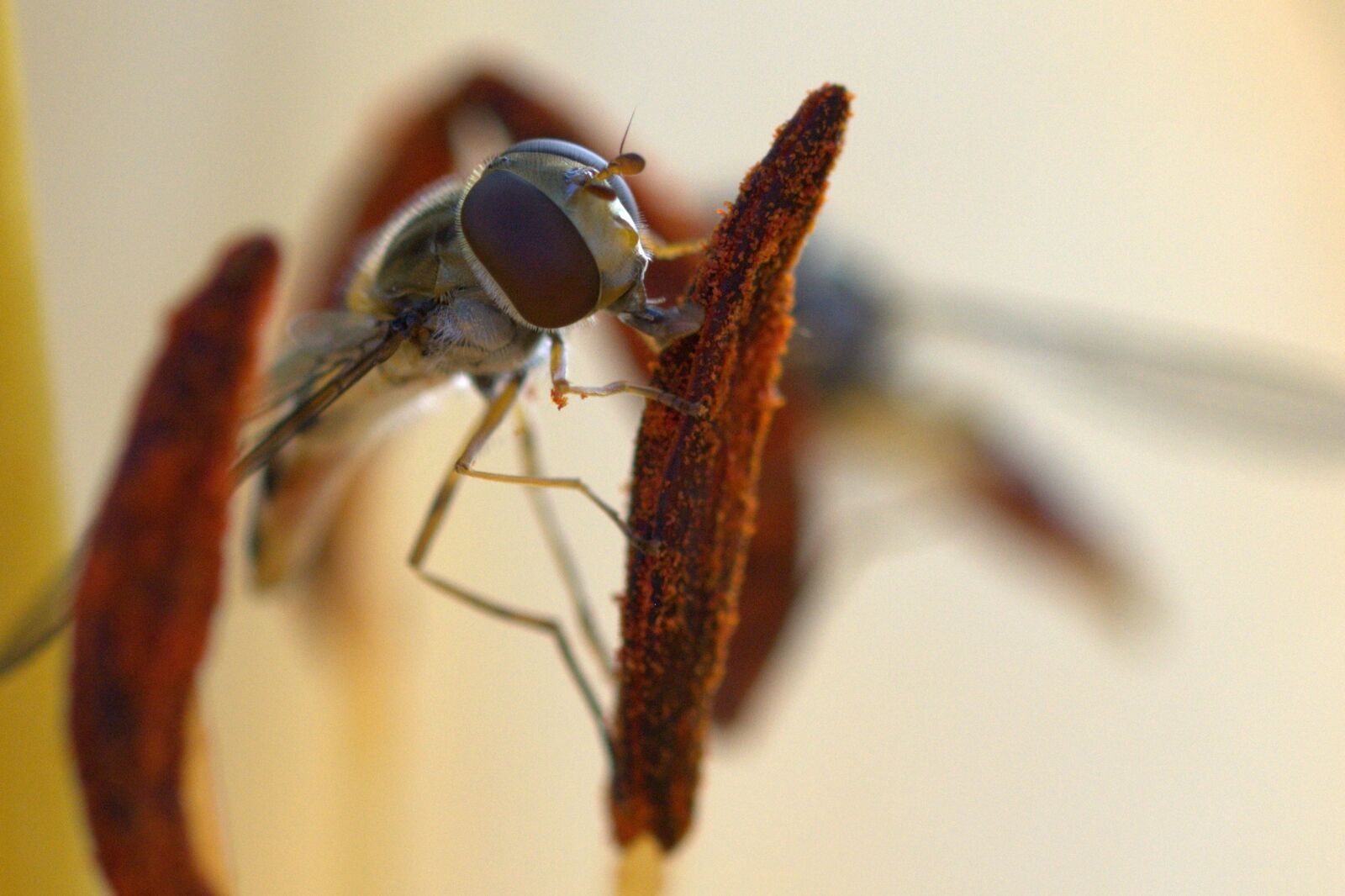 Nikon D5200 sample photo. Episyrphus balteatus, proboscis, close photography