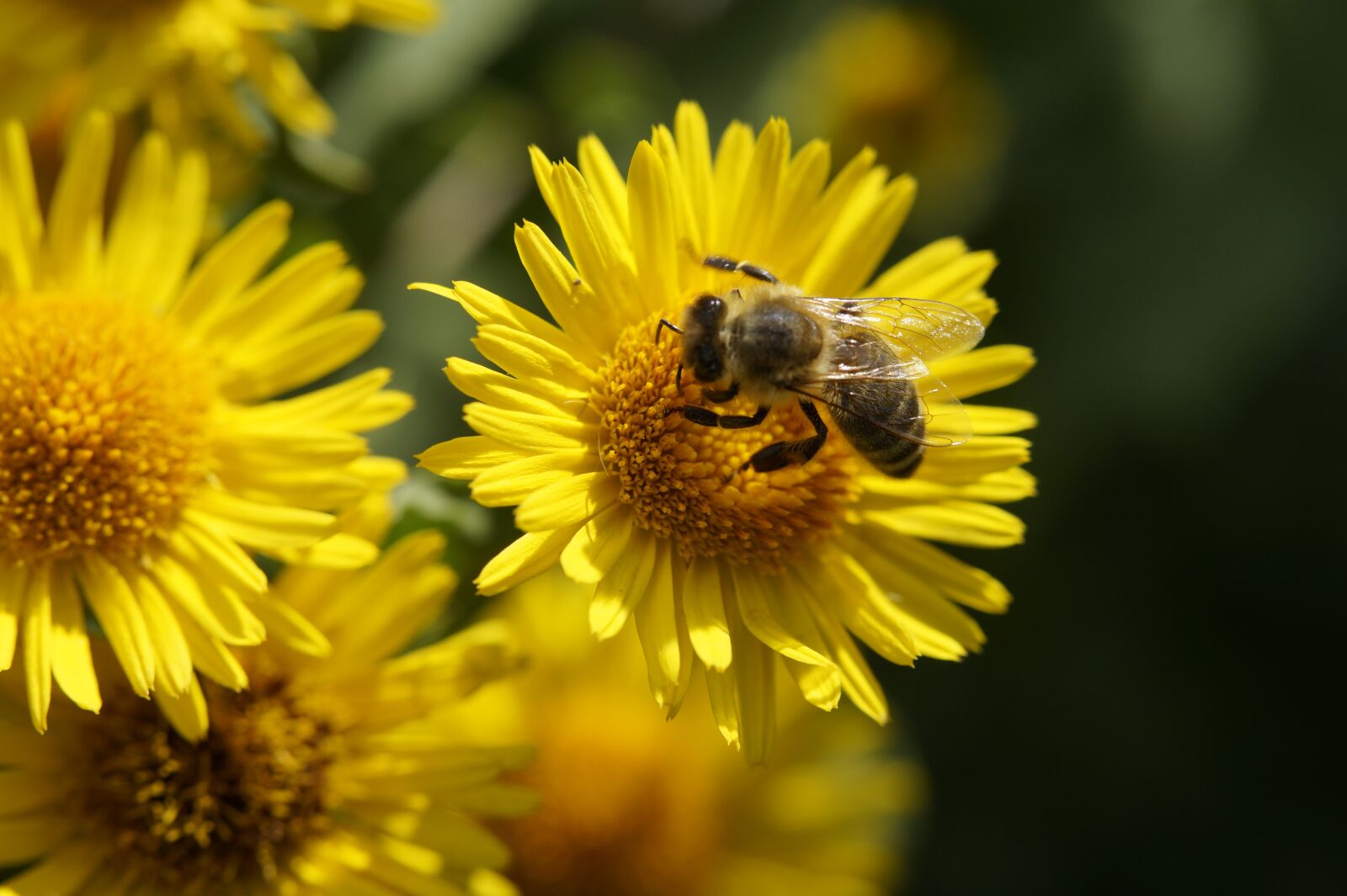 Sony SLT-A58 + Tamron SP AF 60mm F2 Di II LD IF Macro sample photo. Bee, nectar, pollen photography