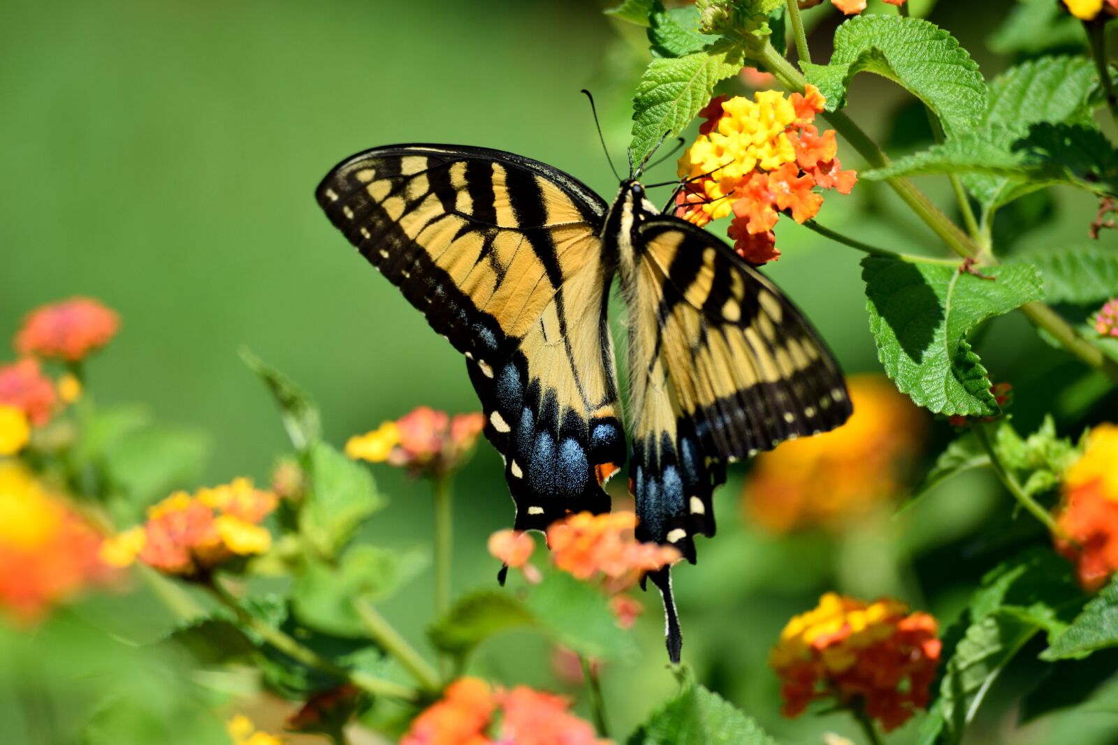 Nikon D3300 sample photo. Butterfly, nature, insect photography