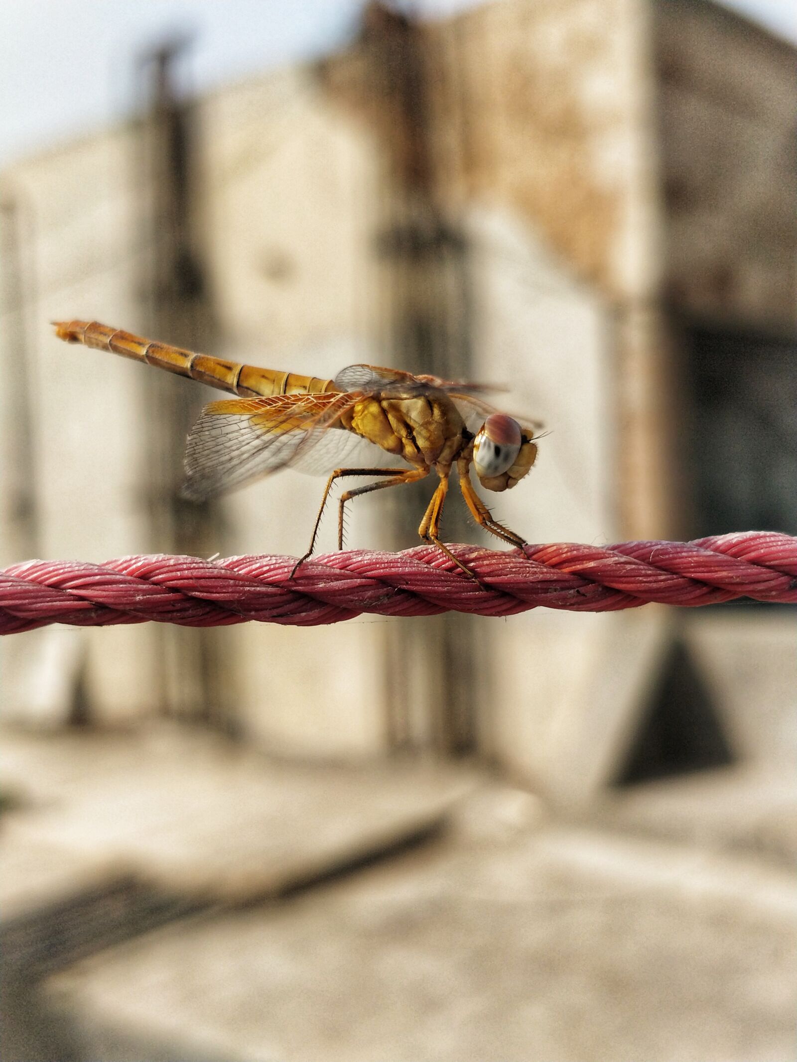 OnePlus 5 sample photo. Dragonfly, insect, arthopoda photography