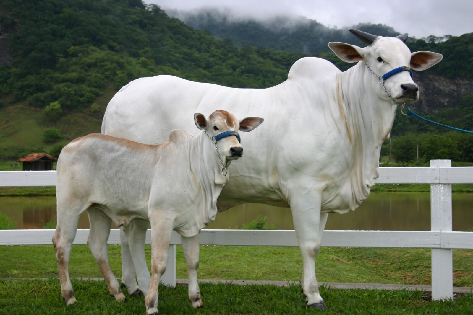 Canon EOS 300D (EOS Digital Rebel / EOS Kiss Digital) sample photo. Cow, calf, nellore photography