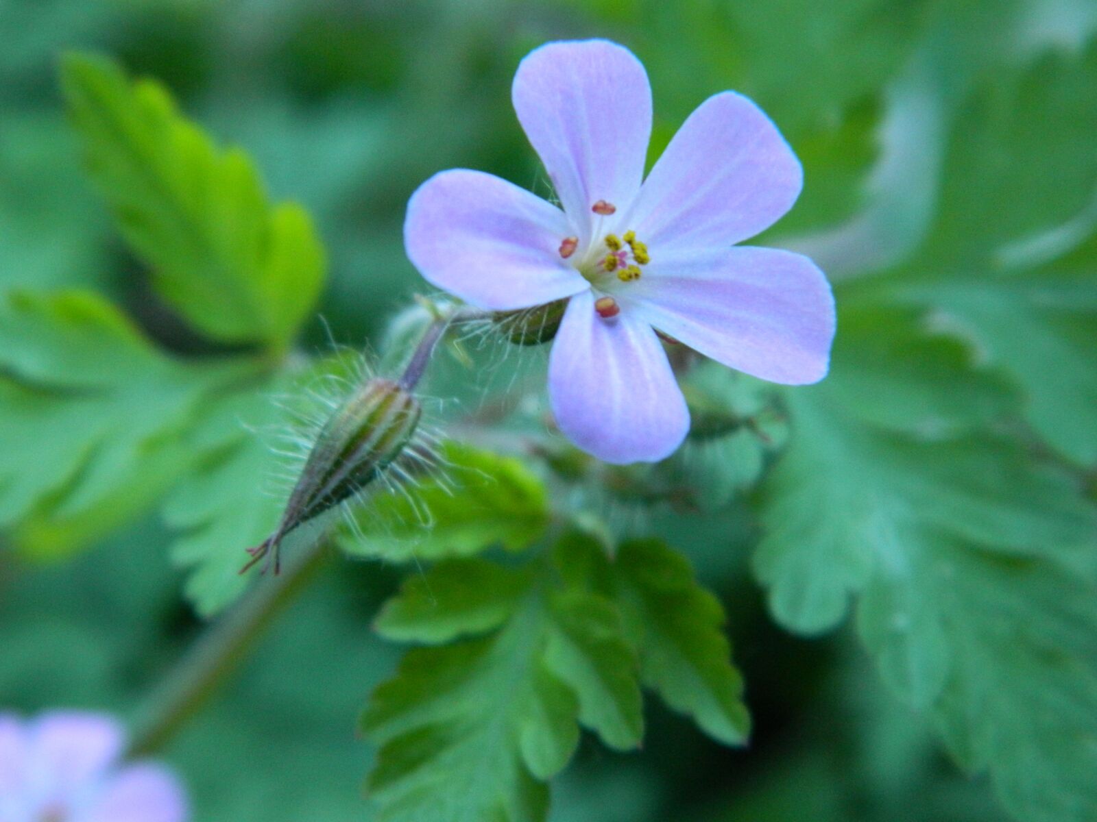 Nikon Coolpix L120 sample photo. Nature, flora, flower photography