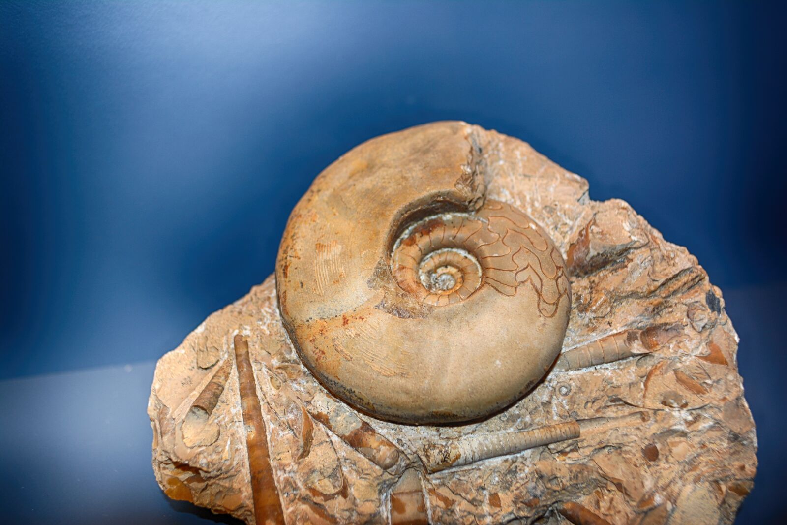 Nikon D5200 sample photo. Fossils, excavation, ammon's horns photography