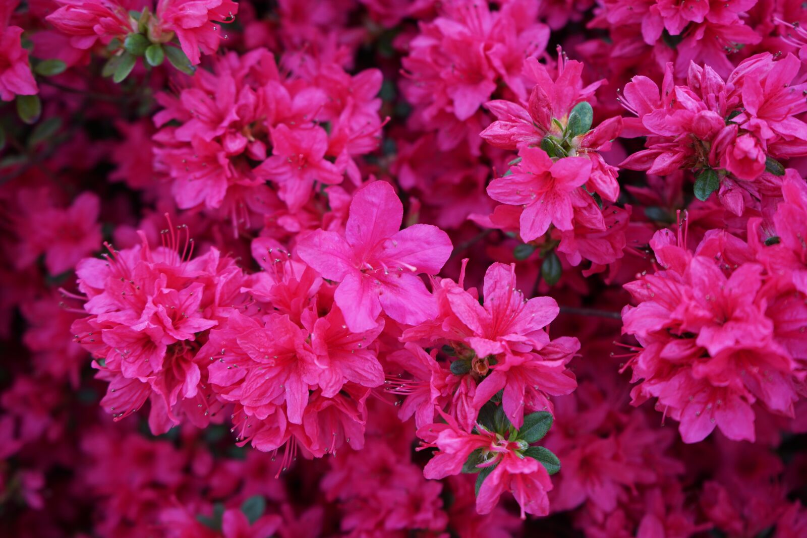 Sony a7 II + Sony FE 28-70mm F3.5-5.6 OSS sample photo. Azalea, spring, flowers photography