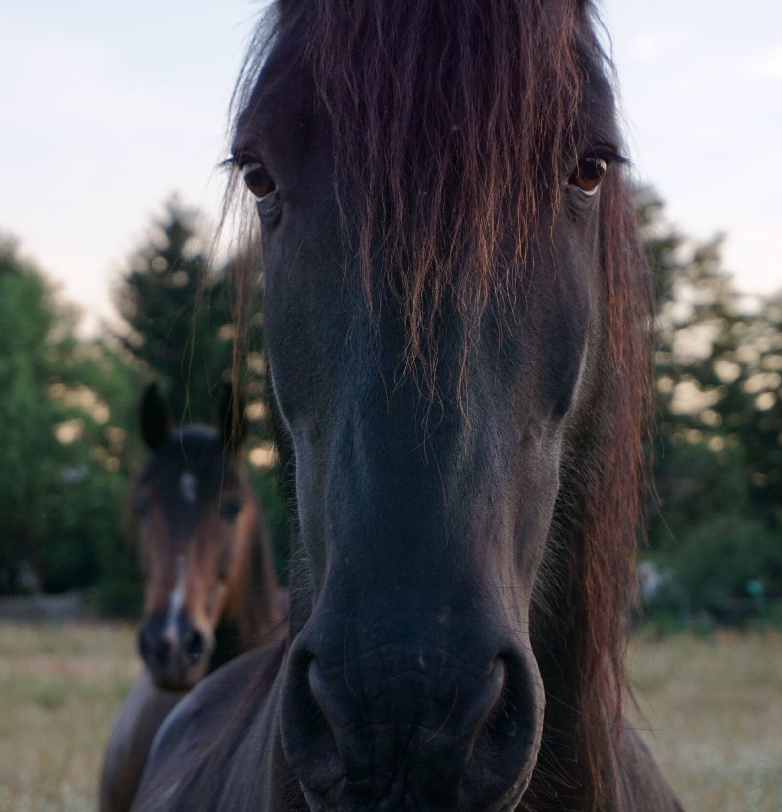 Sony a6000 sample photo. Horse, horse head, animal photography