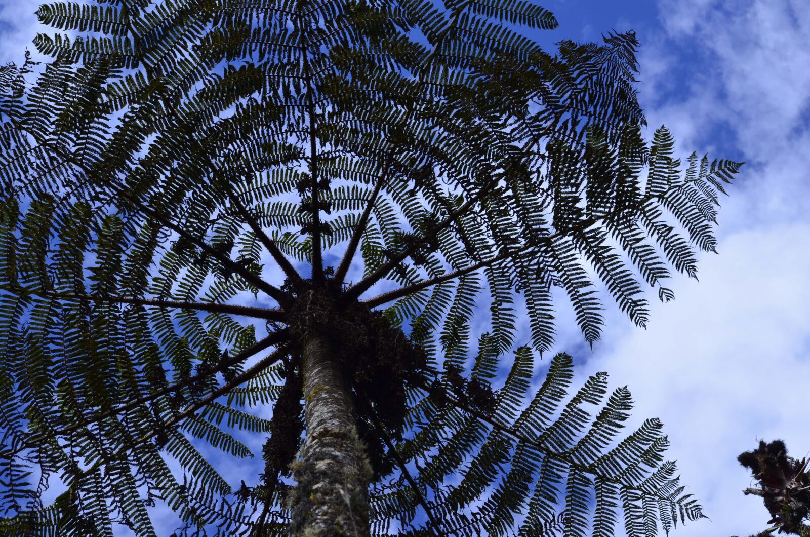 Nikon D5100 sample photo. Cyatea, tree fern, montane photography
