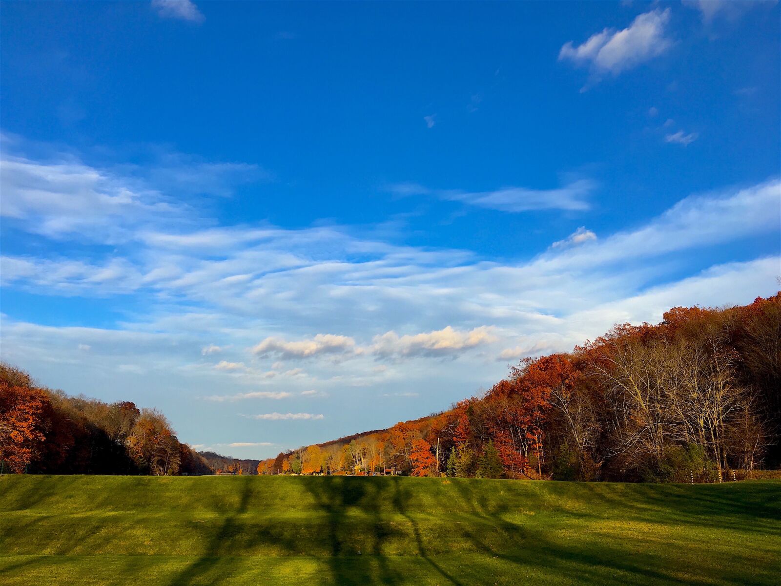 Apple iPhone 6s sample photo. Trees, field, foliage photography