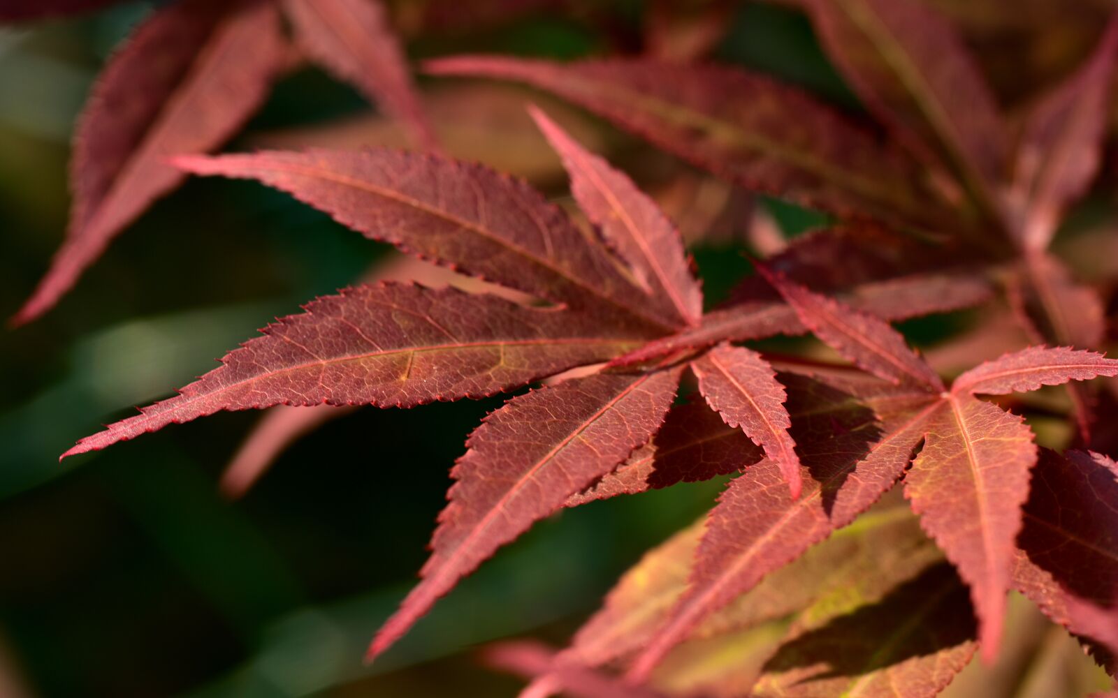 Nikon D750 sample photo. Maple leaves, red maple photography