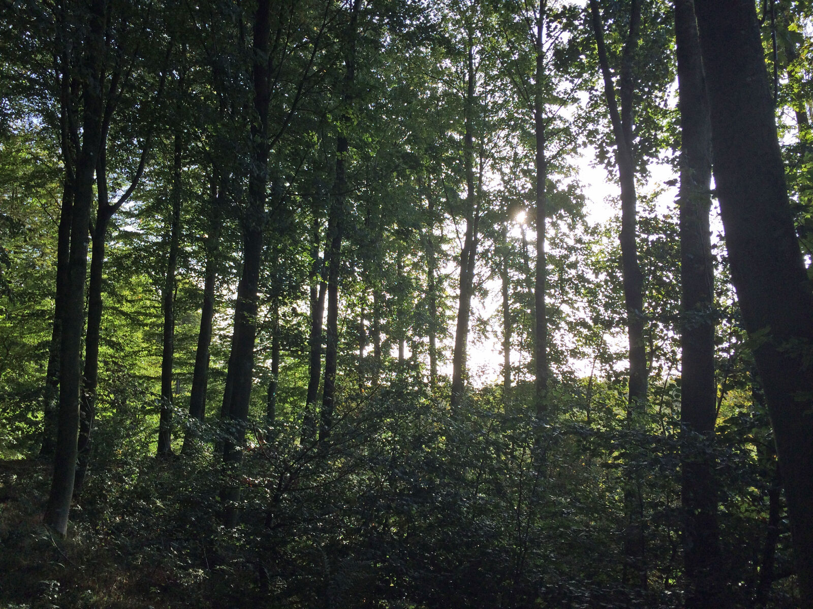 iPhone 5s back camera 4.15mm f/2.2 sample photo. Forest photography