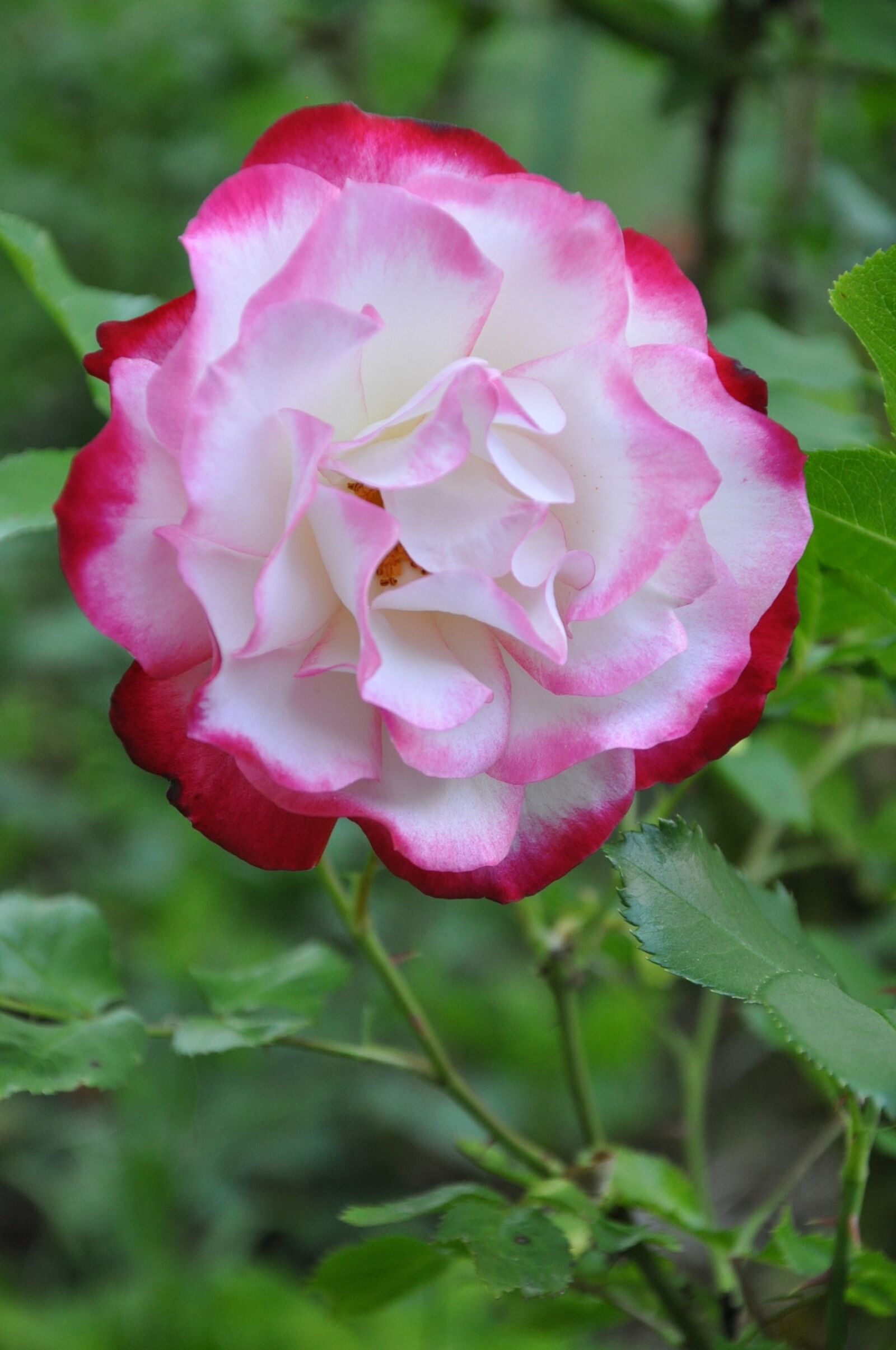 Nikon D90 sample photo. Pink, flower, pink flower photography