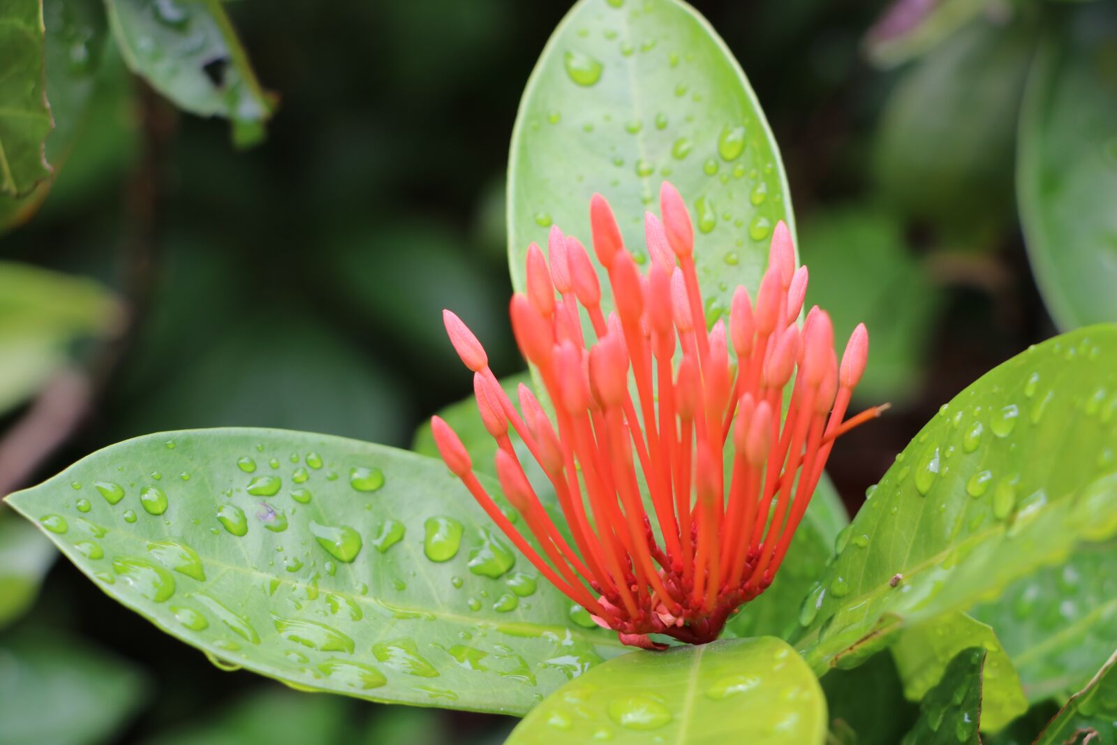 Canon EOS 760D (EOS Rebel T6s / EOS 8000D) sample photo. Plant, flower photography