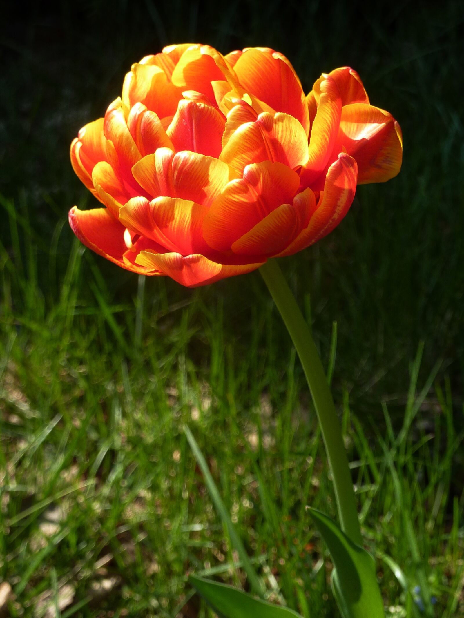 Panasonic DMC-TZ7 sample photo. Spring, flower, orange photography