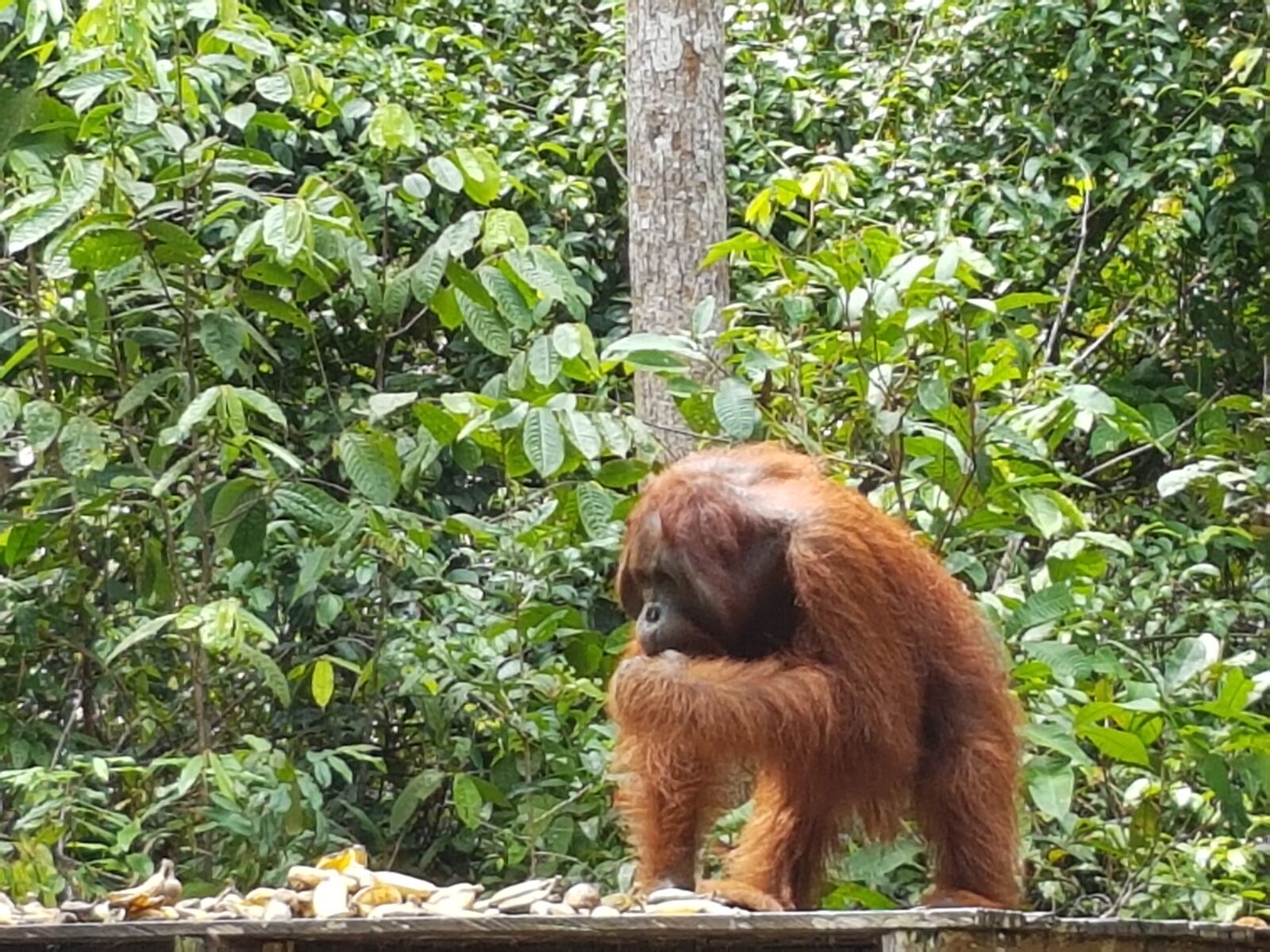 Samsung Galaxy S7 sample photo. Orang outang, monkey, orang-outang photography