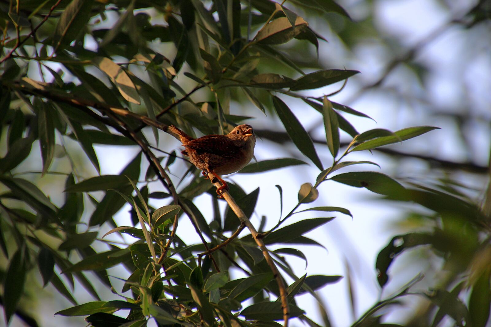 Canon EOS 600D (Rebel EOS T3i / EOS Kiss X5) sample photo. Willow wren, bird, morning photography
