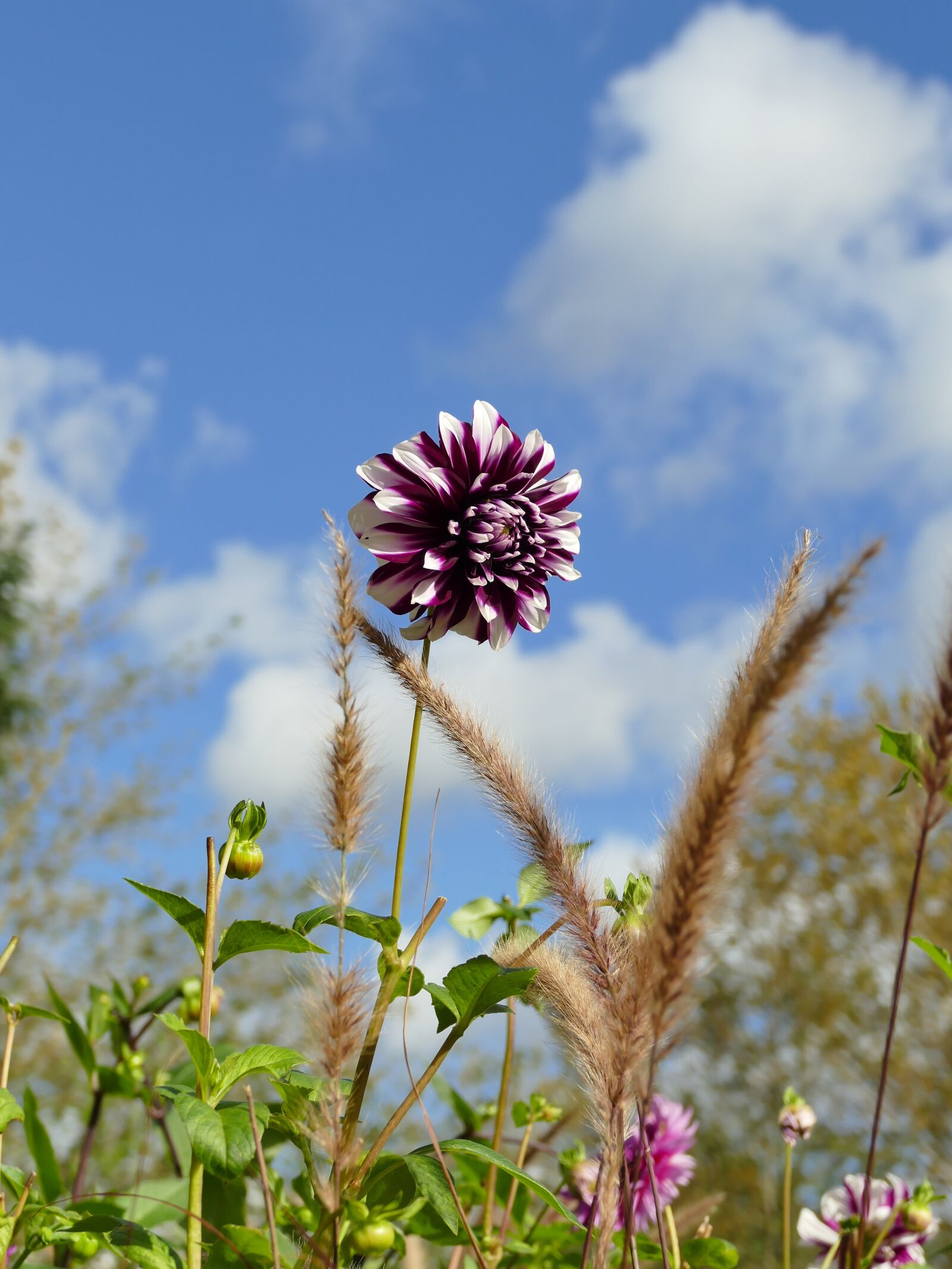 Panasonic Lumix DMC-FZ1000 sample photo. Autumn, nature, flower photography