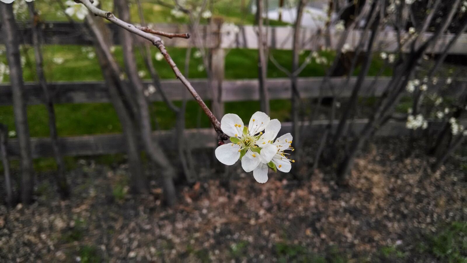 Motorola Moto X (1st Gen) sample photo. Flower, white, fence photography