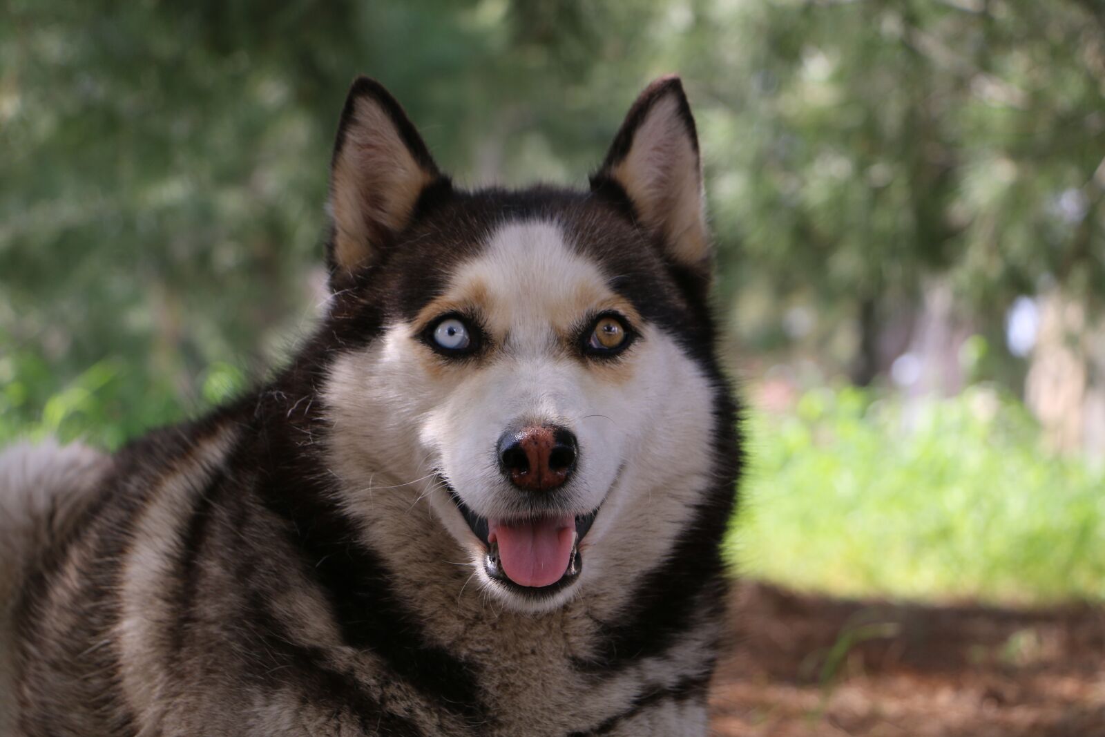 Canon EOS 70D sample photo. Wolf, dog, animal photography
