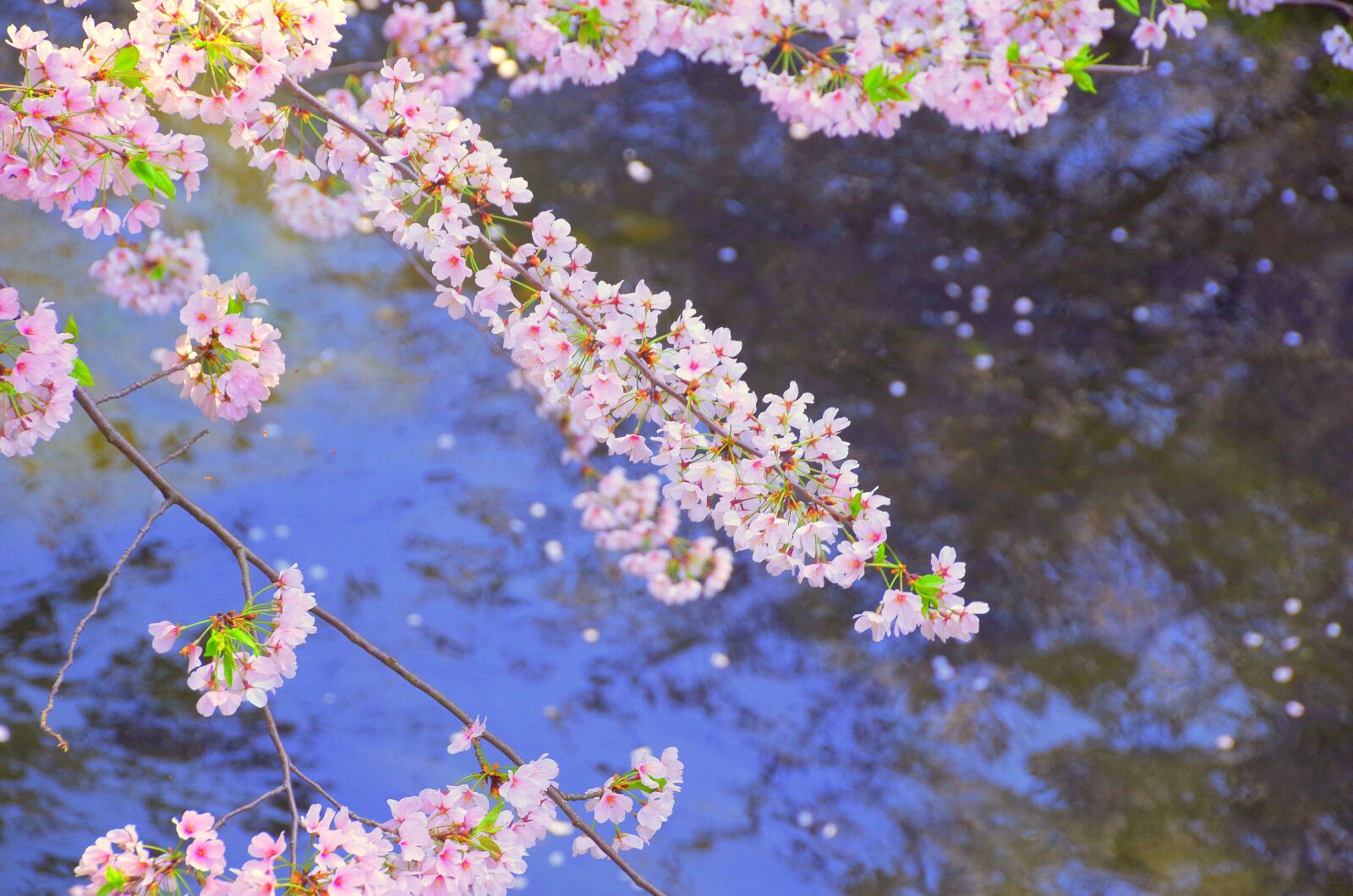 Pentax K-30 sample photo. Cherry blossoms, japan, river photography