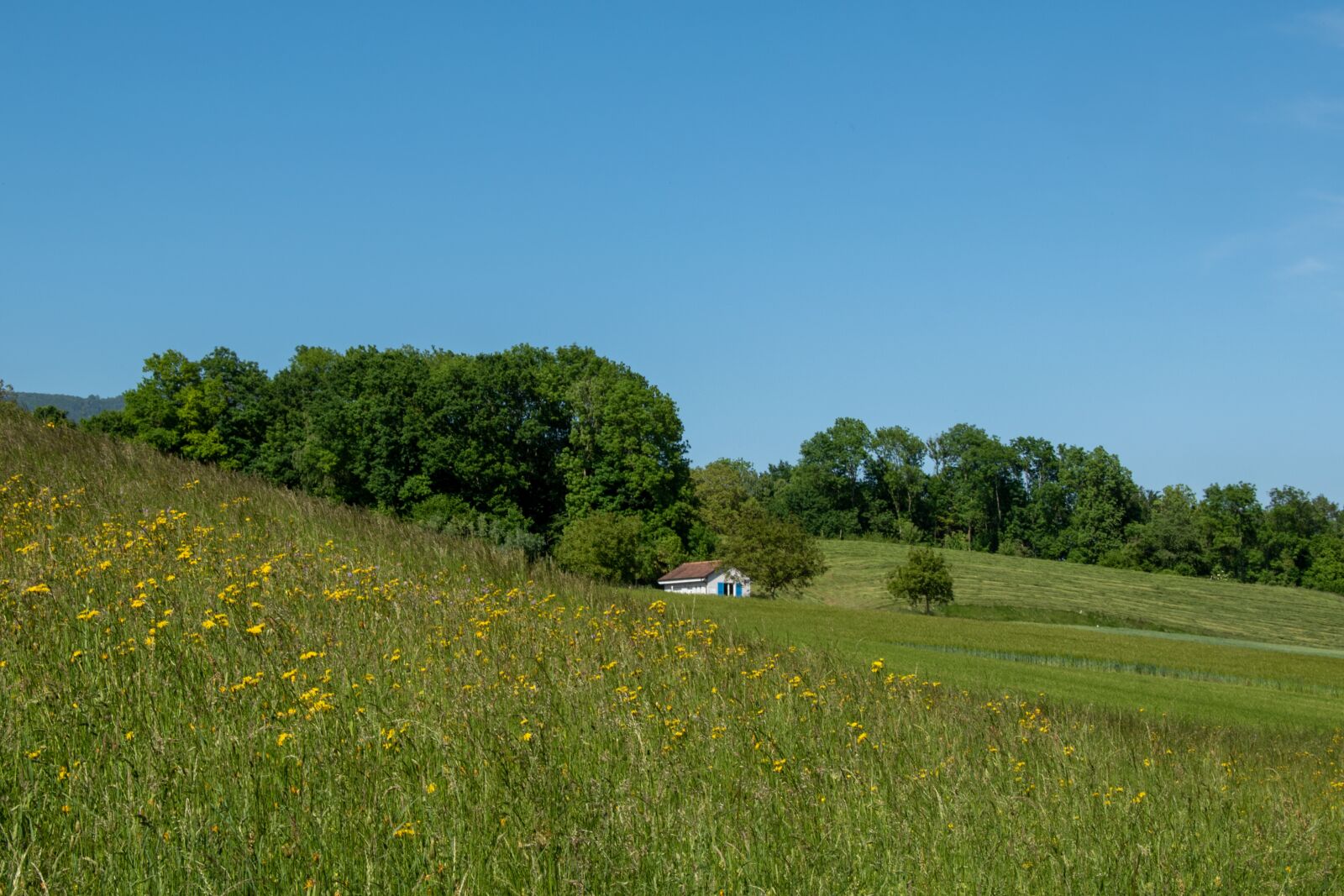 Nikon D5500 sample photo. Home, field, countryside photography