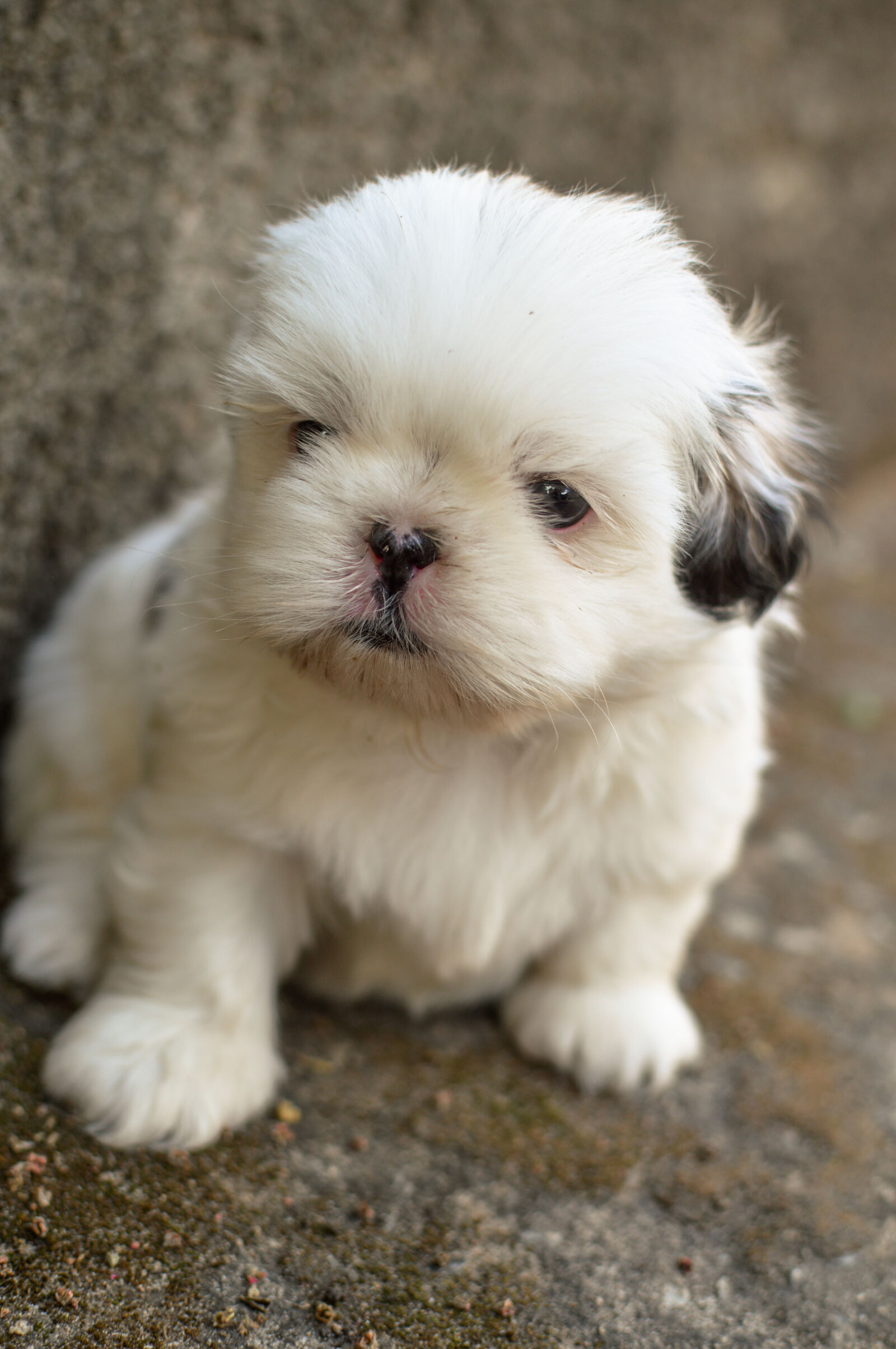 Nikon D3200 + Nikon AF-S DX Nikkor 35mm F1.8G sample photo. Adorable, animal, blur, canine photography