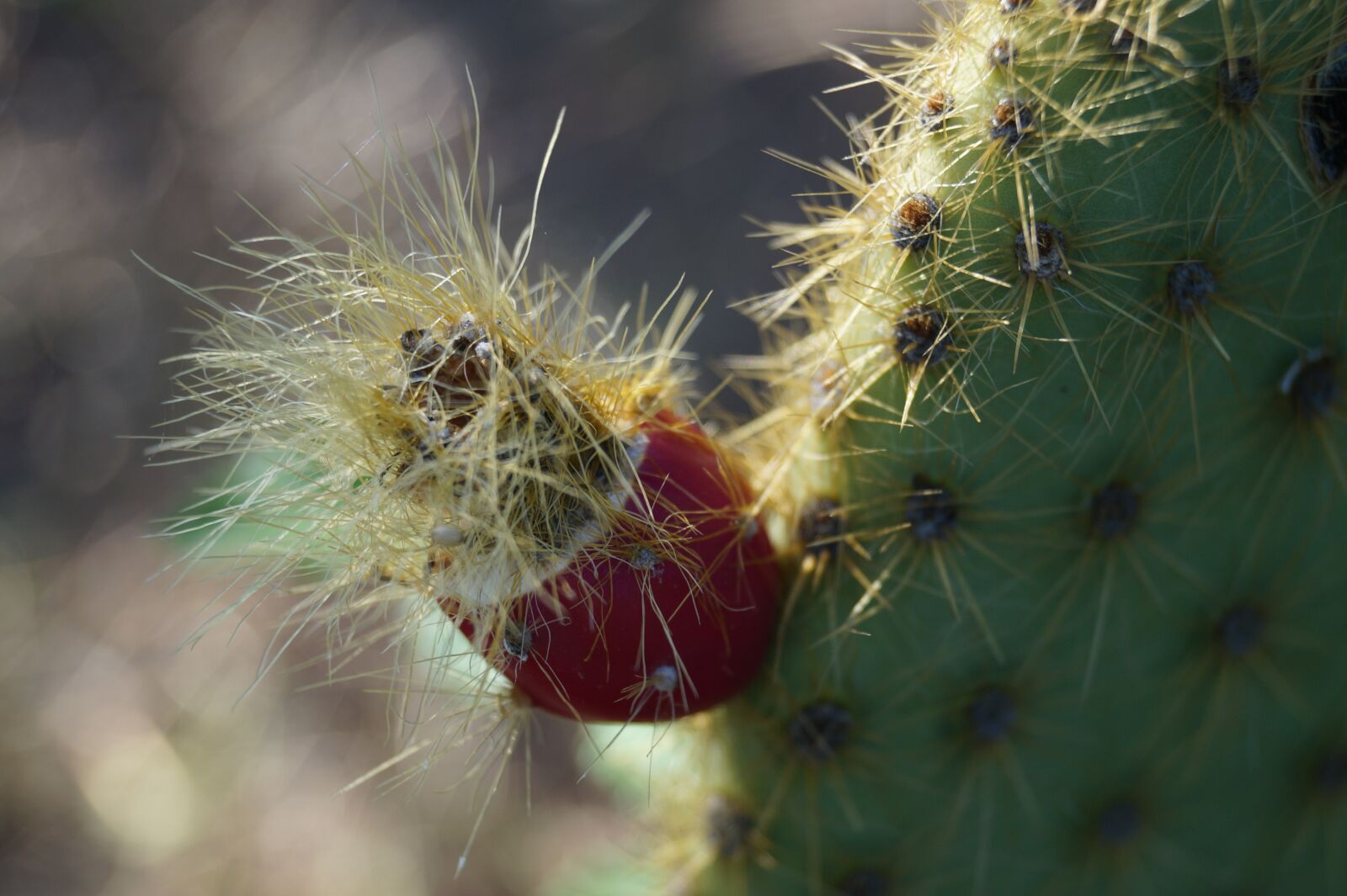 Sony DT 18-55mm F3.5-5.6 SAM II sample photo. Prickly pear, succulent plant photography