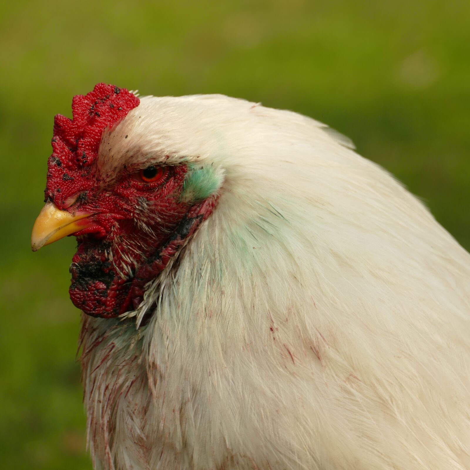 Panasonic Lumix DMC-FZ1000 sample photo. Chicken, bird, poultry photography