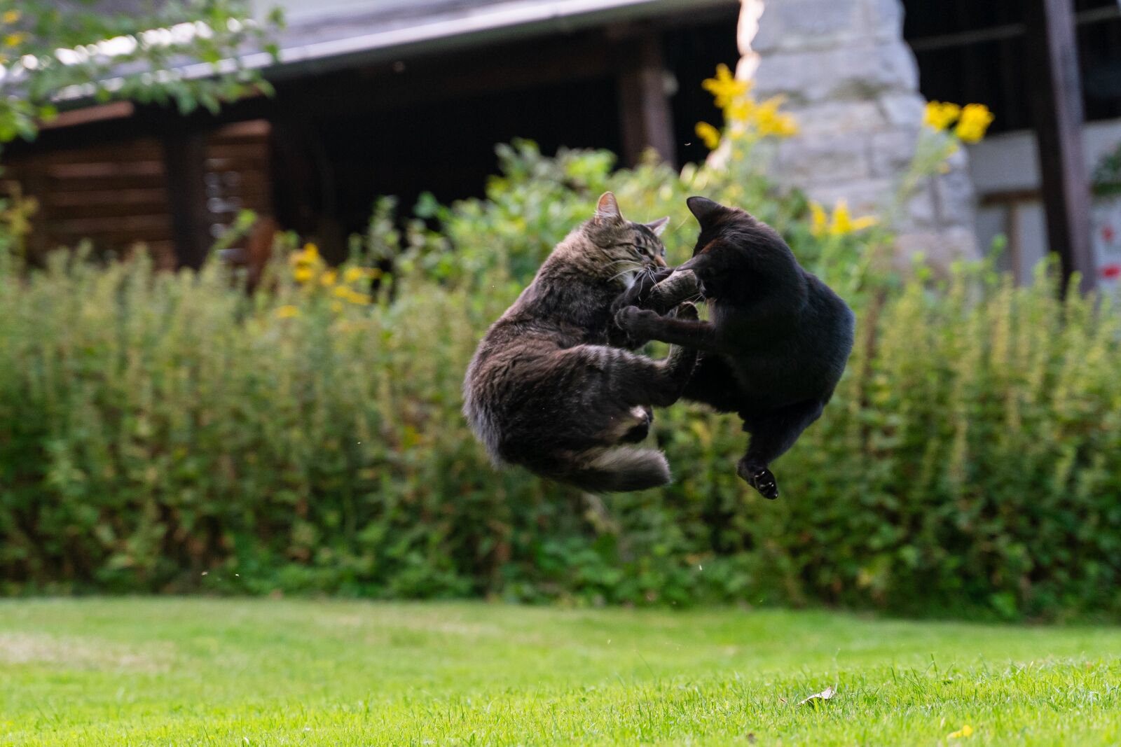 Sony a7 II + Tamron 28-75mm F2.8 Di III RXD sample photo. Fight, play, cat photography