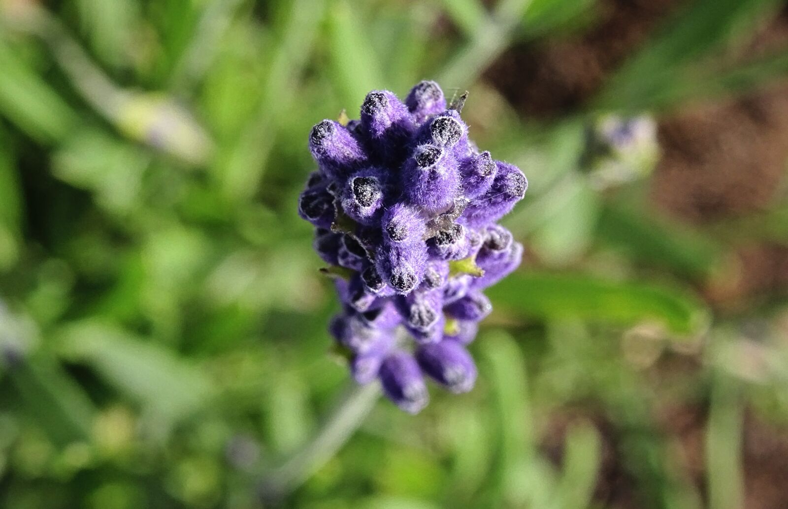 Sony DSC-HX60 sample photo. Lavender, blue, plant photography