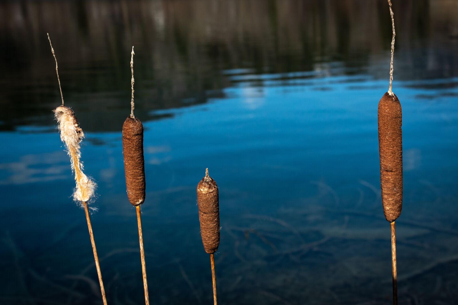 Canon EOS 1300D (EOS Rebel T6 / EOS Kiss X80) sample photo. Cattail, typha latifolia, plant photography
