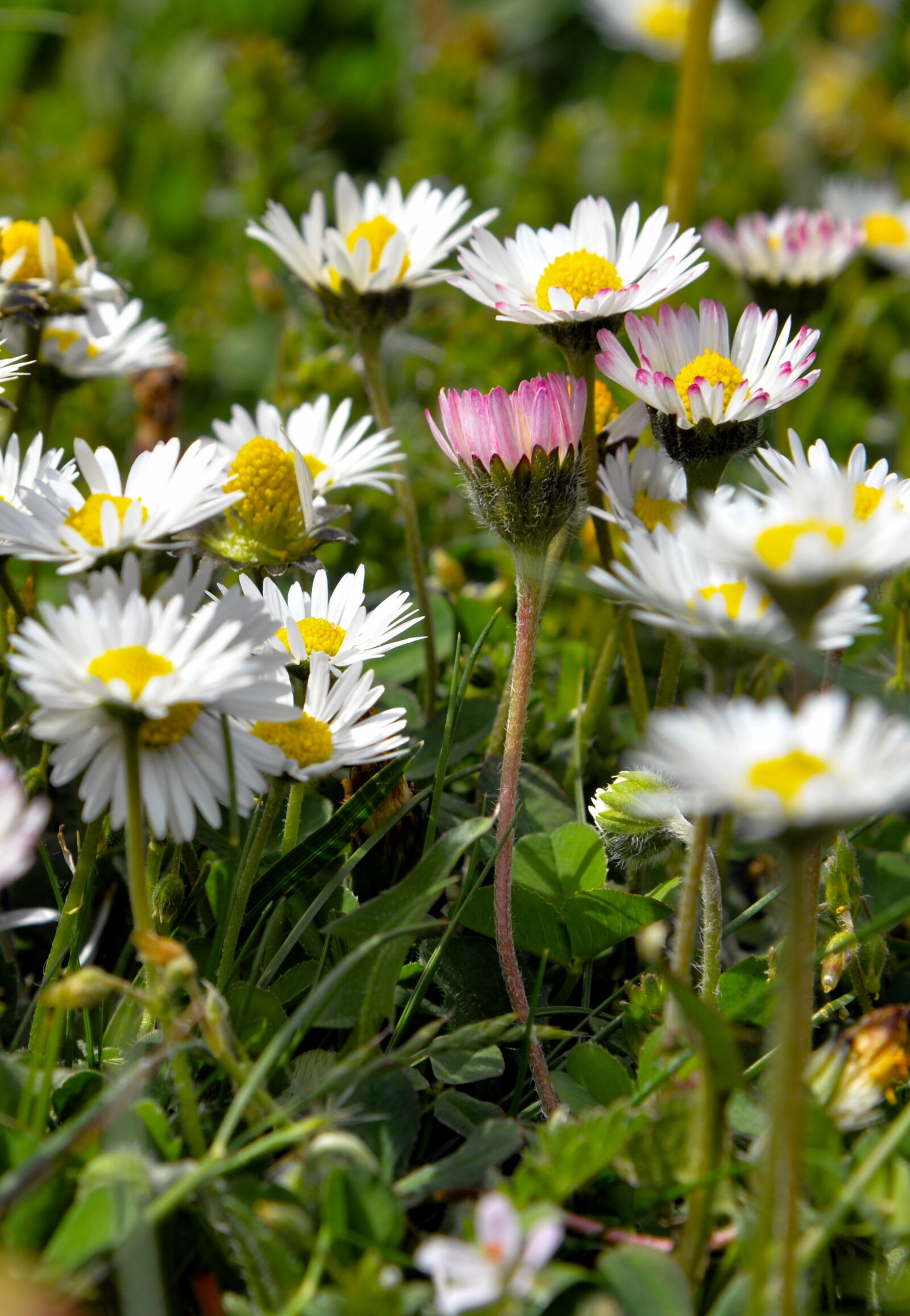 Nikon D610 sample photo. Meadow, daisy, spring photography