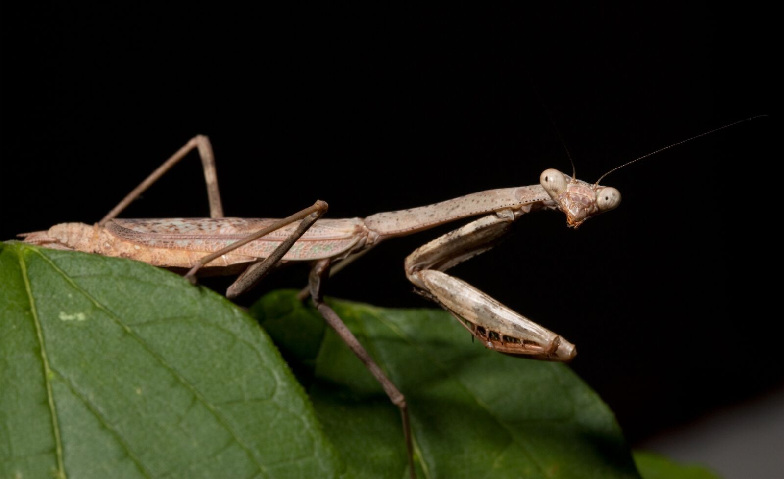 Canon EOS 450D (EOS Rebel XSi / EOS Kiss X2) sample photo. Praying mantis, close up photography