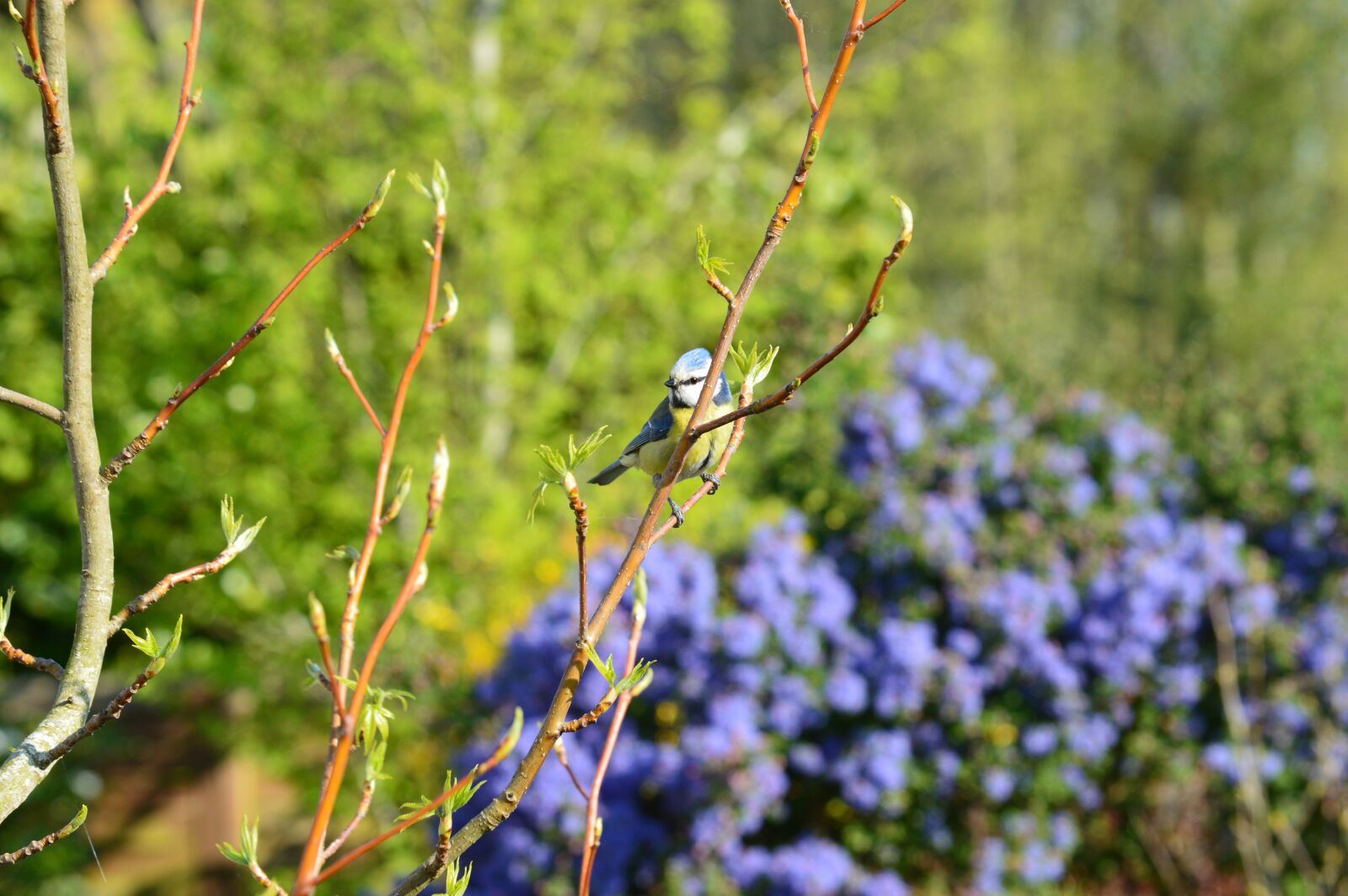 Nikon D3200 sample photo. Bird, tit, nature photography