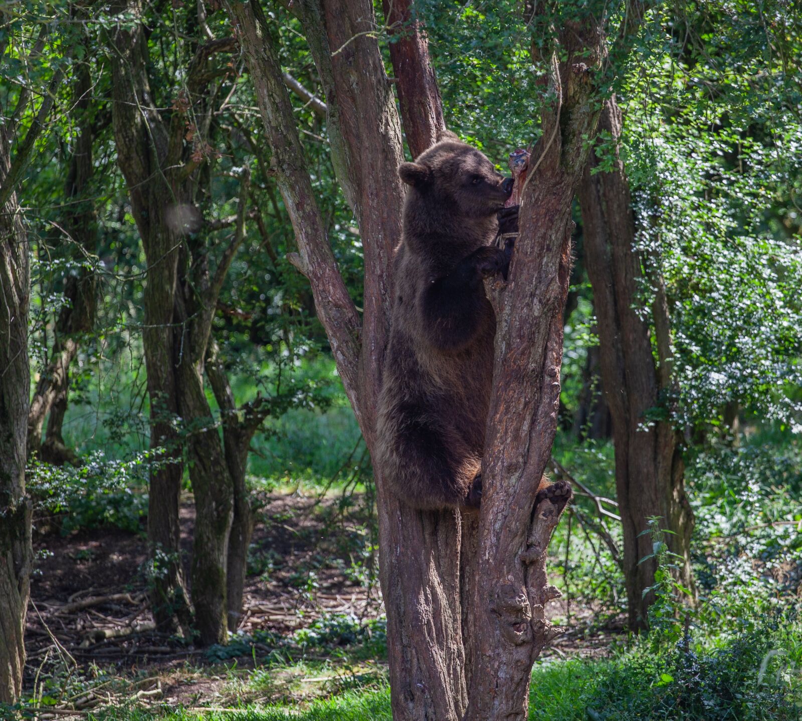Canon EF 70-200mm F4L USM sample photo. Brown bear in a photography