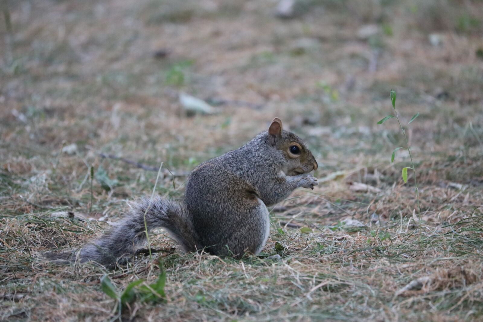 Canon EOS 760D (EOS Rebel T6s / EOS 8000D) sample photo. Squirrel, park, nature photography