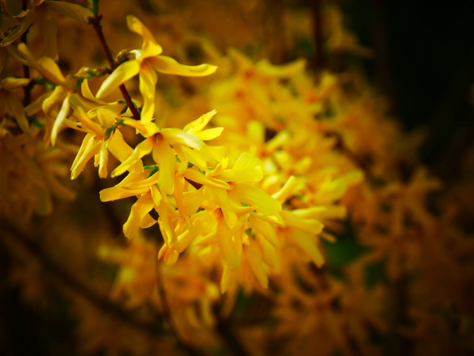 Panasonic DMC-G70 sample photo. Flowers, yellow, yellow flower photography