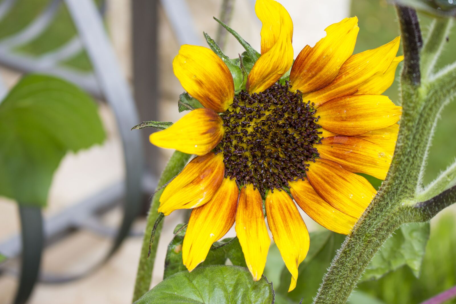 Canon EOS 100D (EOS Rebel SL1 / EOS Kiss X7) sample photo. Sunflower, summer, flowers photography