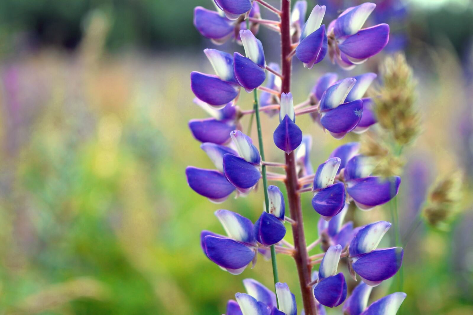 Nikon D5300 sample photo. Flowers, nature, lilac photography