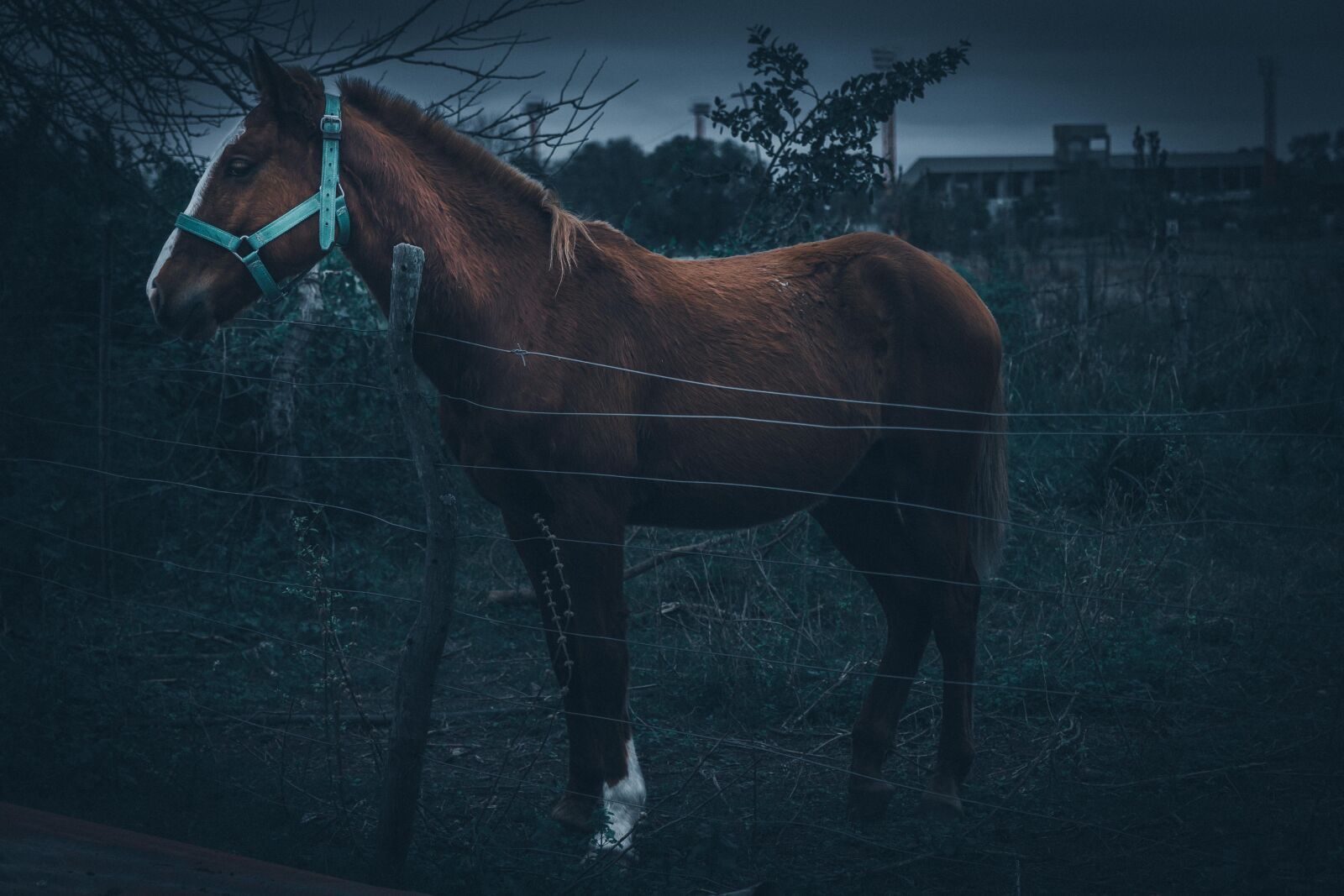 Nikon D7200 sample photo. Horse, animal, domestic photography