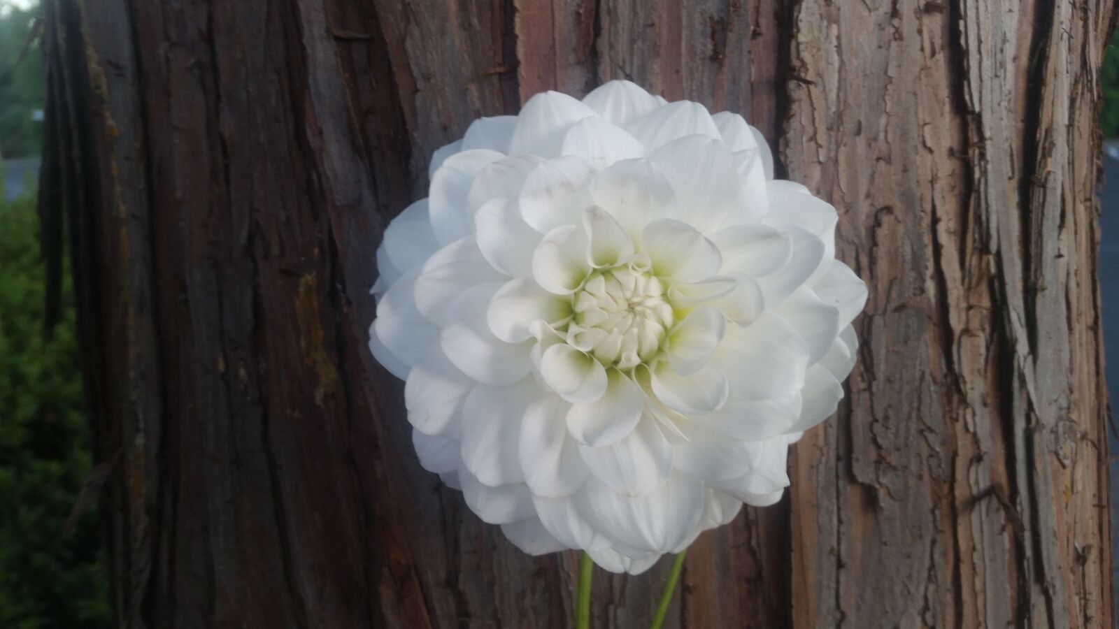 Samsung Galaxy S5 sample photo. White, flower, tree photography