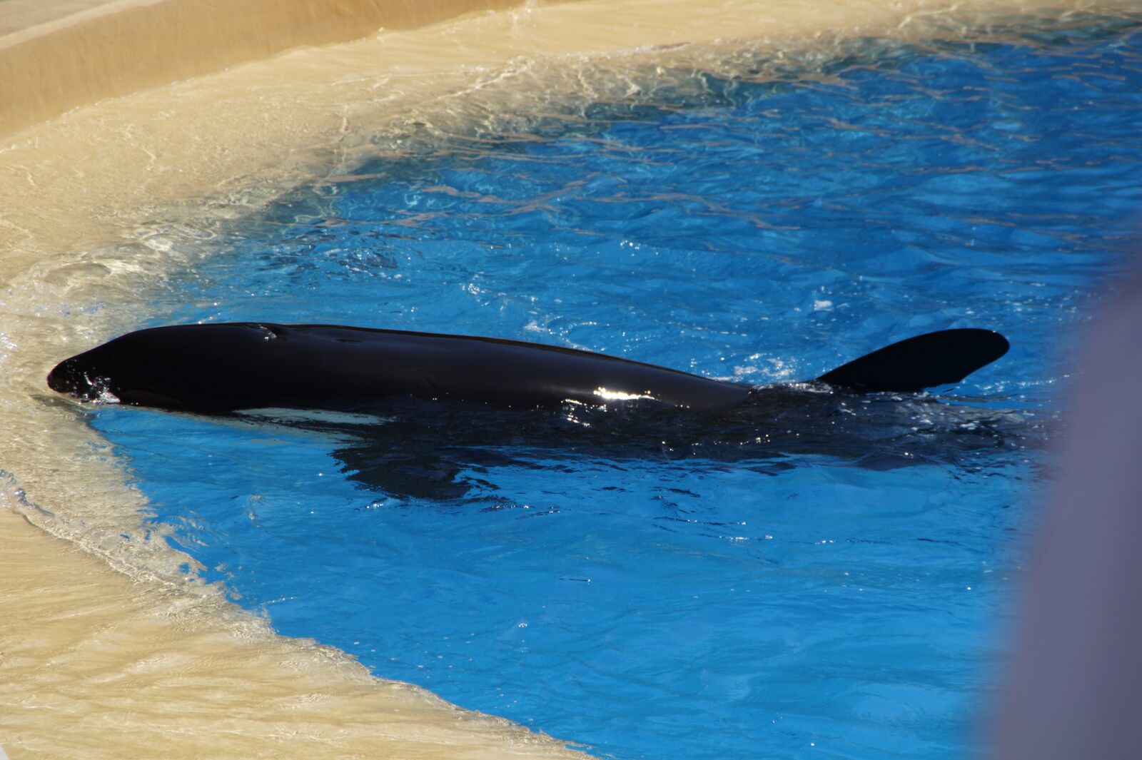 Sony SLT-A58 sample photo. Killer whale, killer, orca photography