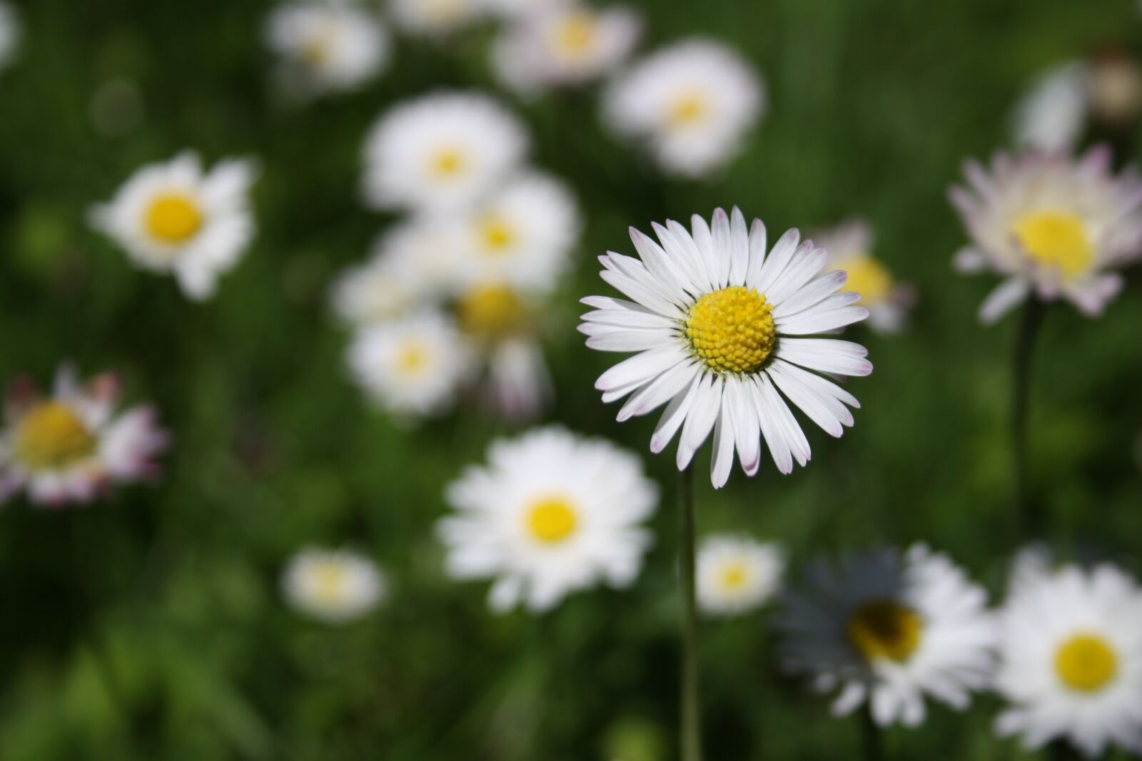 Canon EOS 1000D (EOS Digital Rebel XS / EOS Kiss F) sample photo. Daisy, flower, spring photography