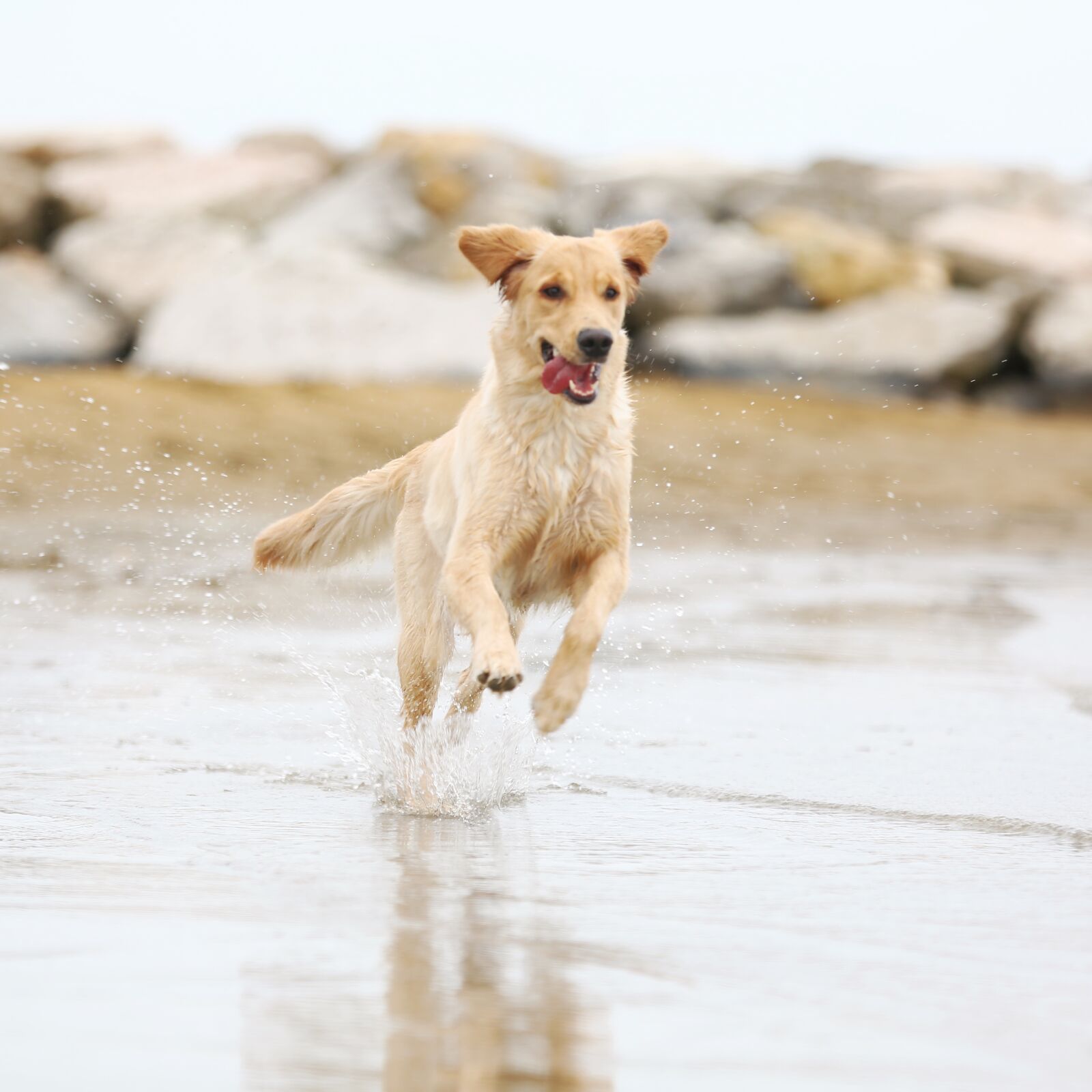 Canon EOS 5D Mark III sample photo. Dog, gold, golden photography