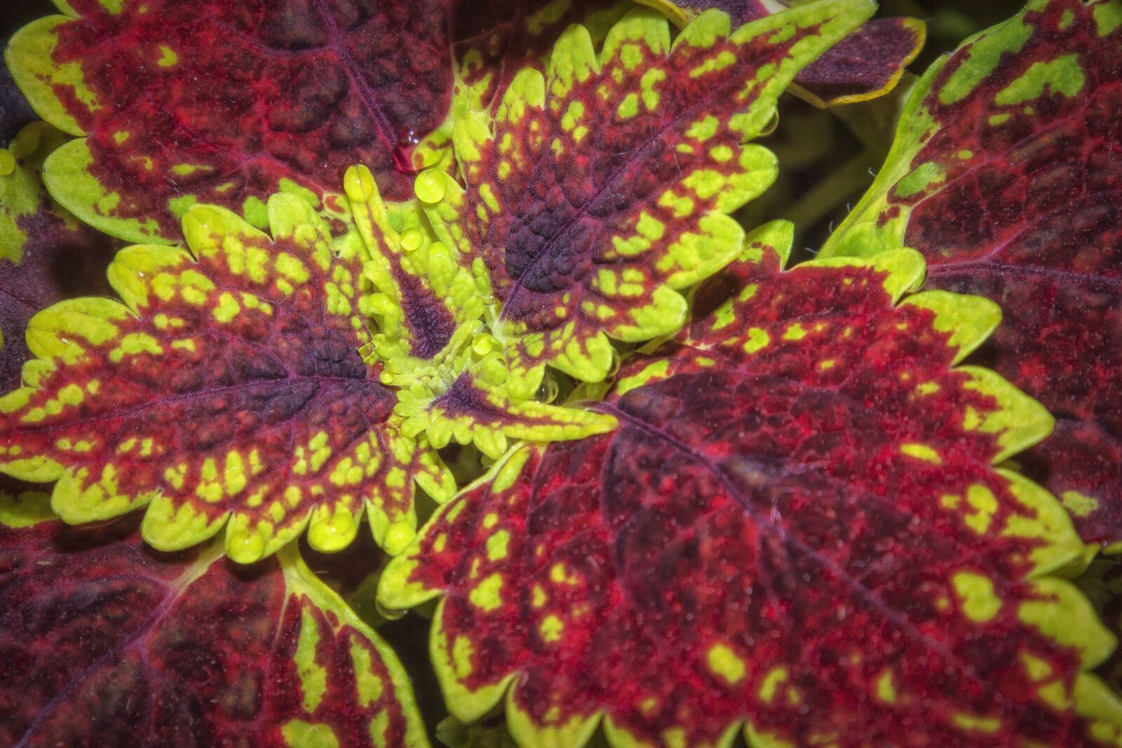Canon EOS 50D sample photo. Colorful nettle, plant, leaves photography