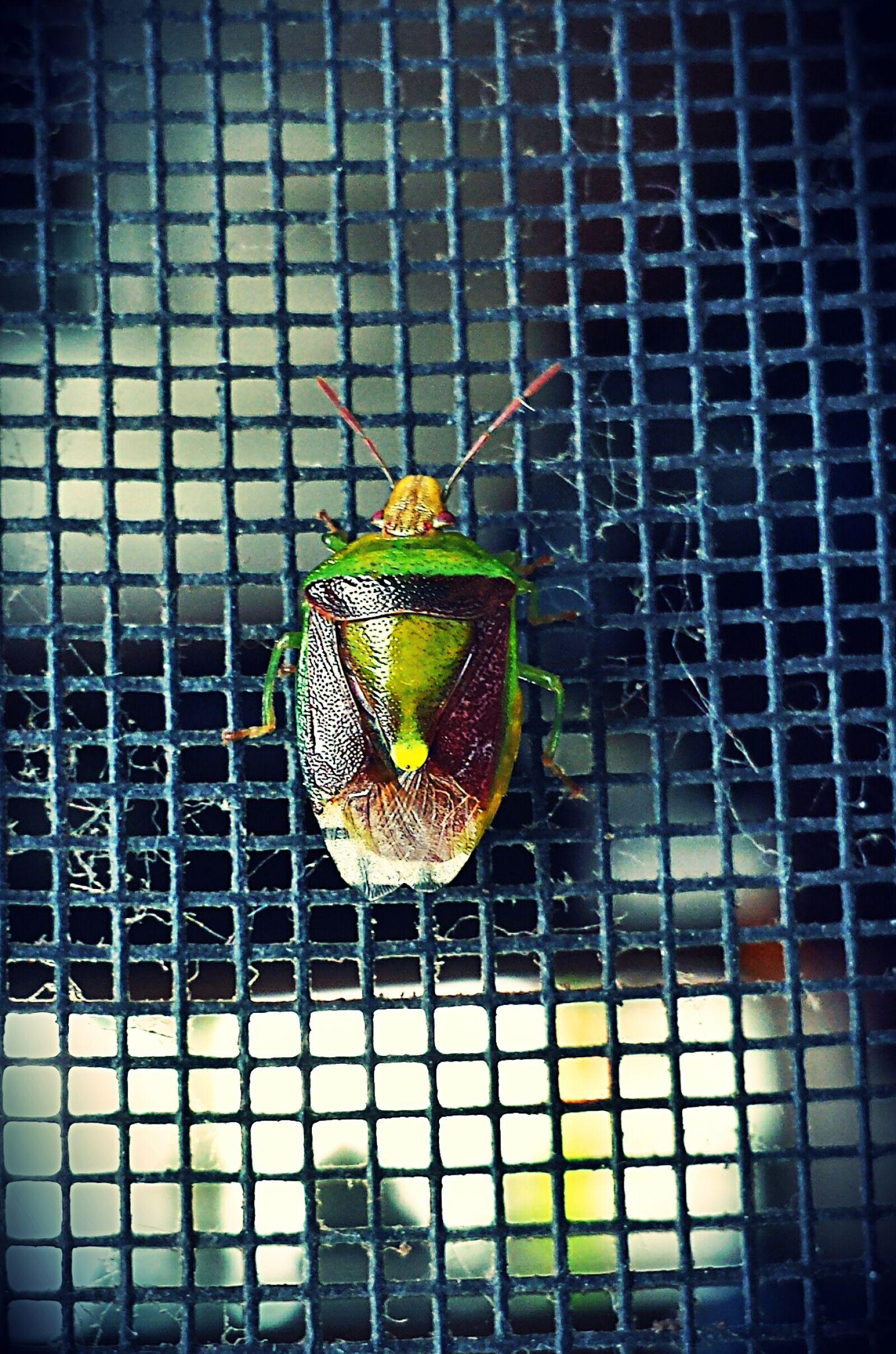 Samsung Galaxy S4 sample photo. Bug, green, insect, insects photography