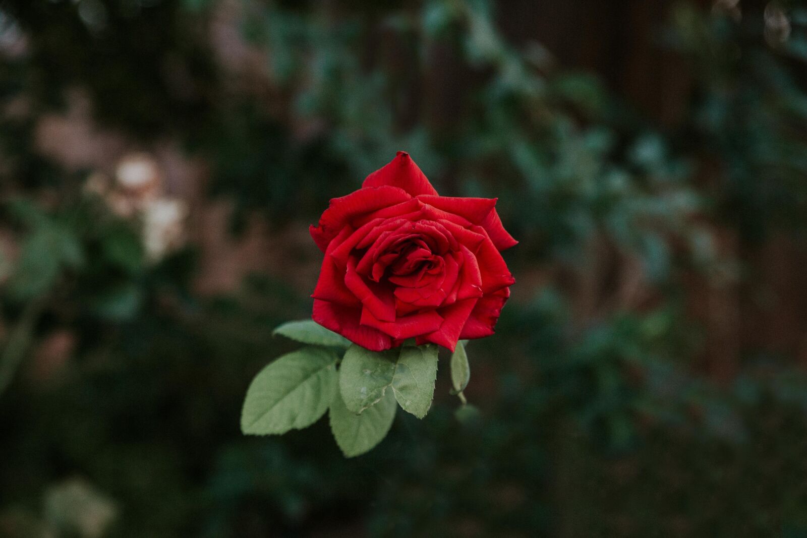 Canon EOS 5D Mark II sample photo. Flower, flowers, nature photography
