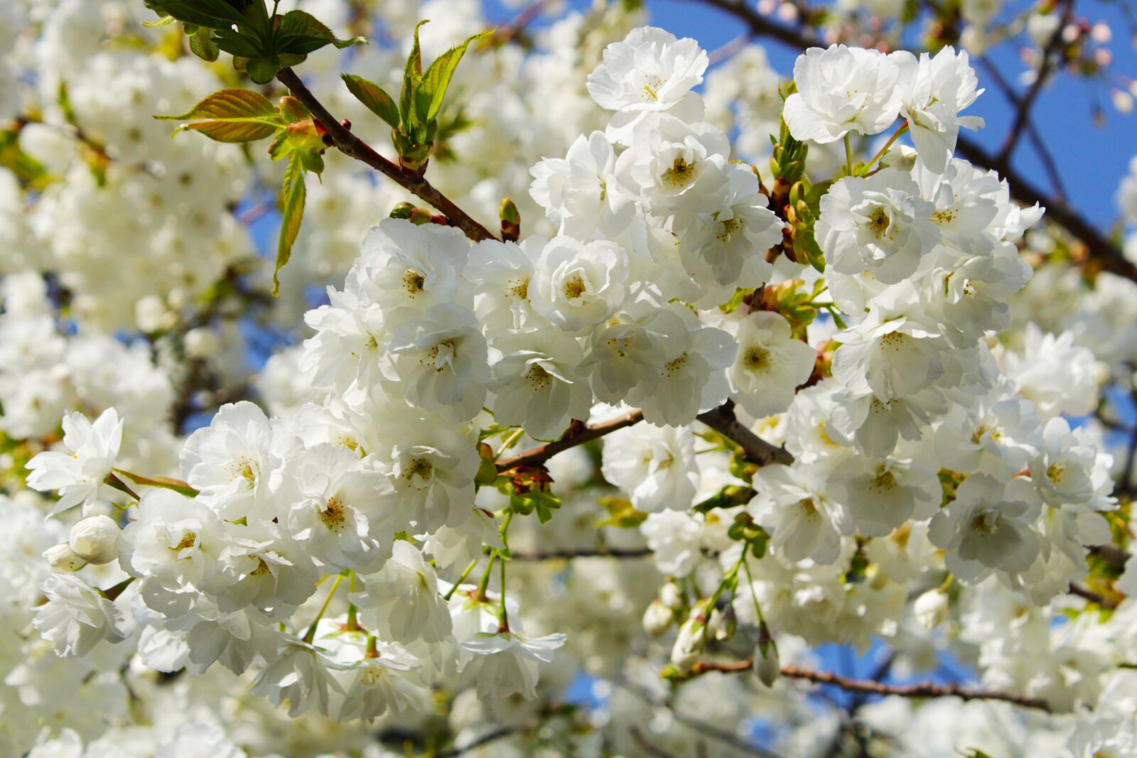 Canon EOS 2000D (EOS Rebel T7 / EOS Kiss X90 / EOS 1500D) sample photo. Japanese cherry trees, flowers photography