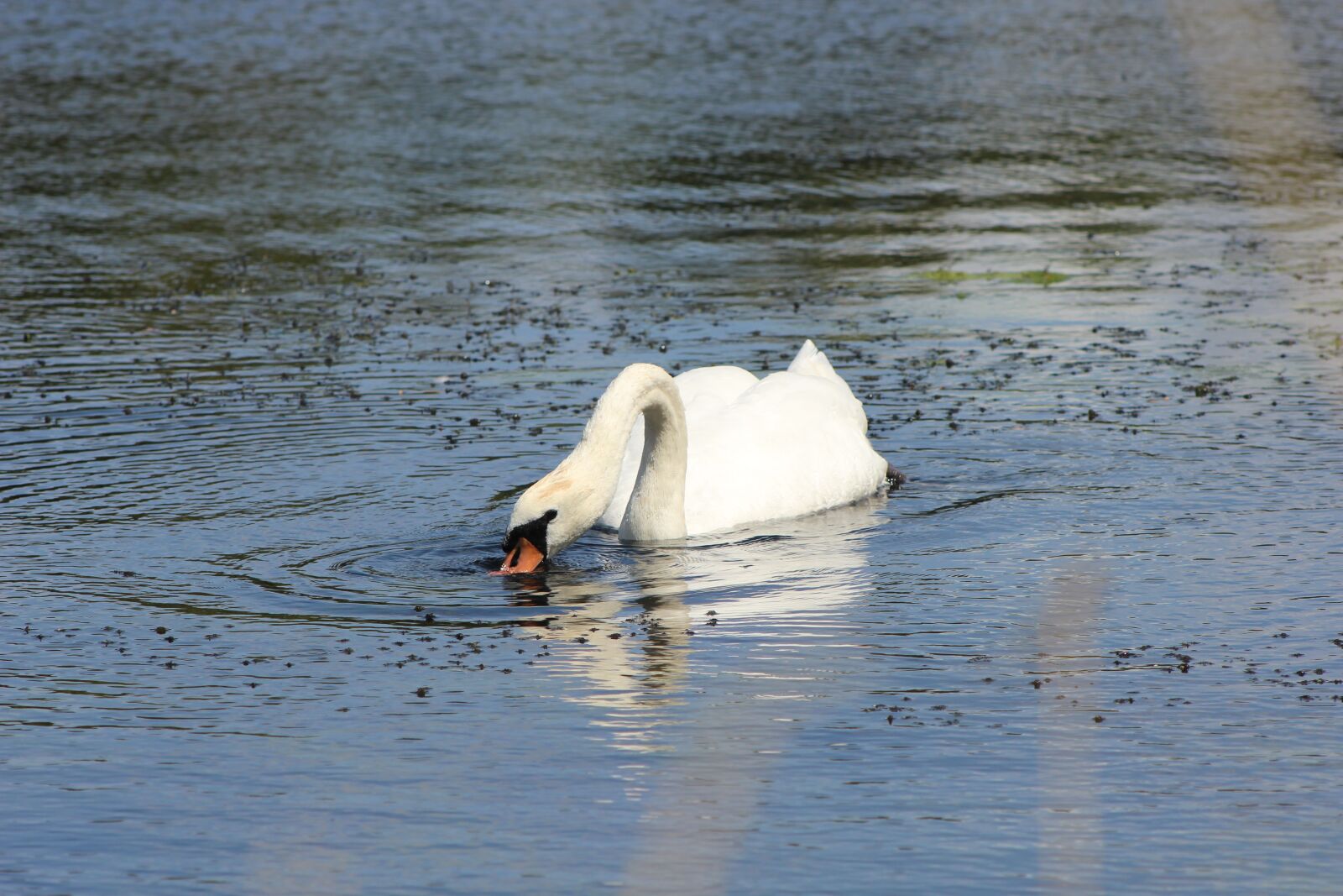 Canon EF75-300mm f/4-5.6 sample photo. Swan, water, nature photography