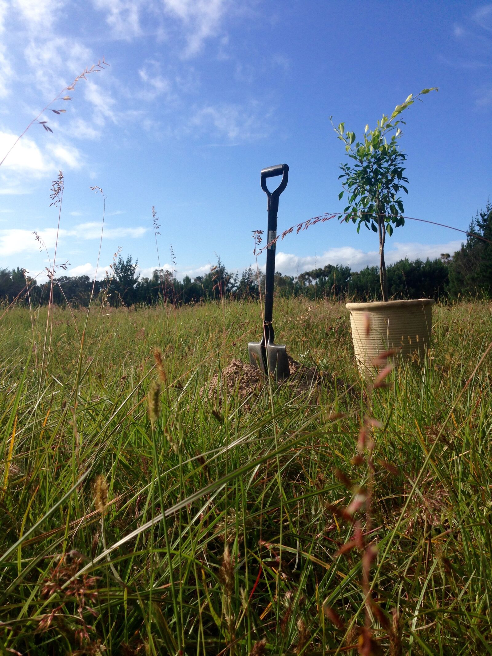 Apple iPhone 5 sample photo. Field, tree, planting photography